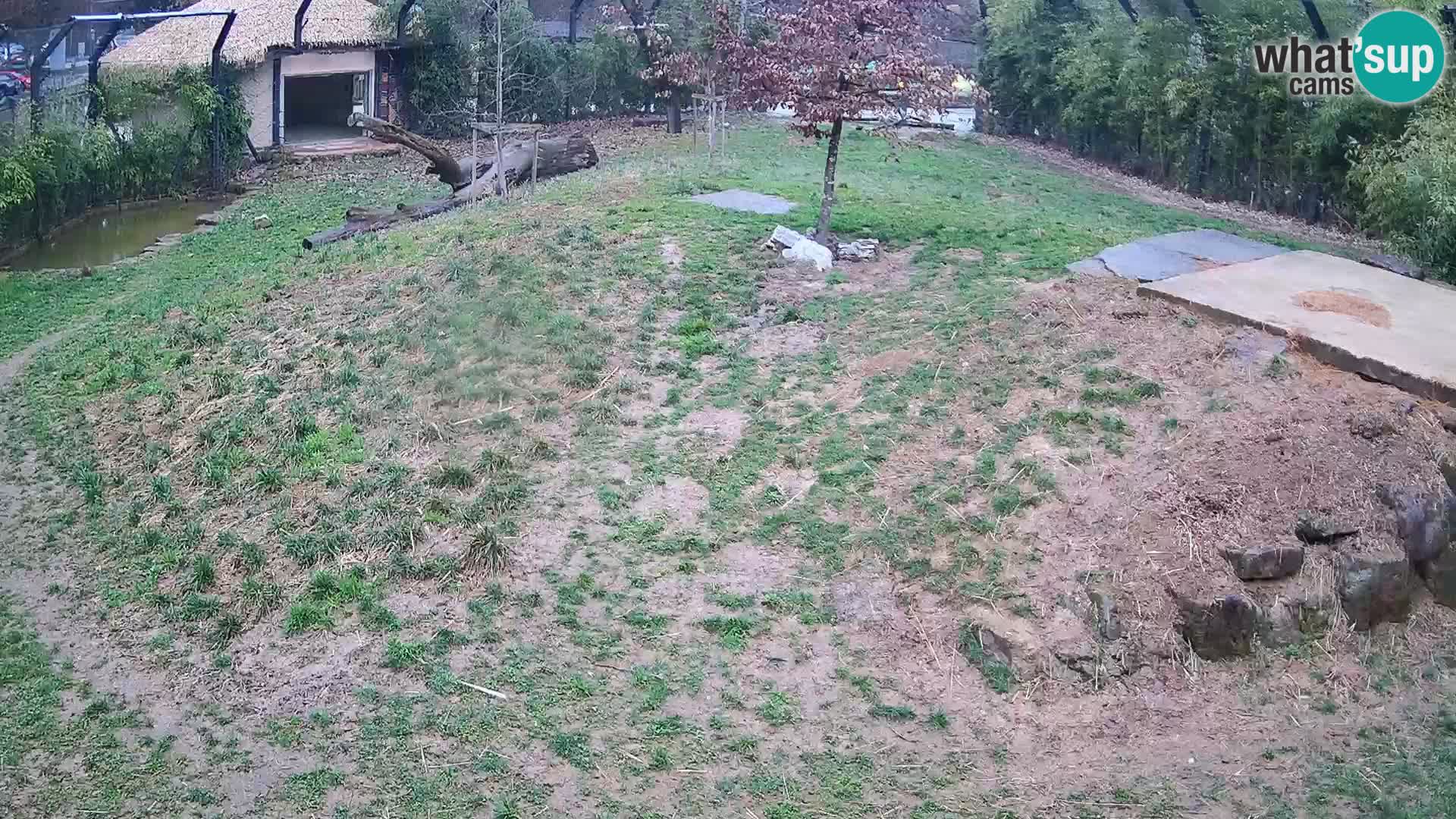 Live Ljubljana Zoo webcam Lion