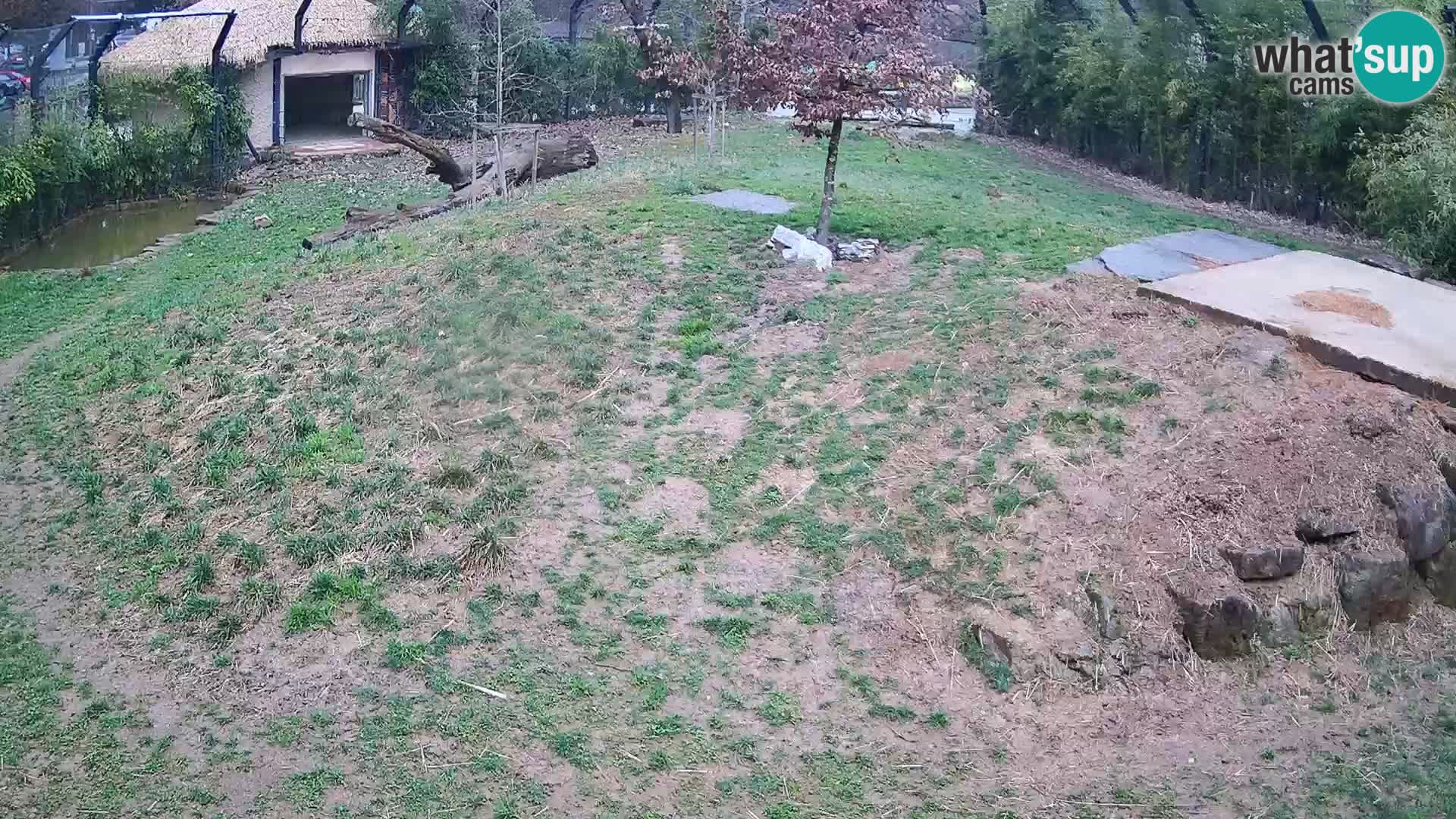 Live Ljubljana Zoo webcam Lion