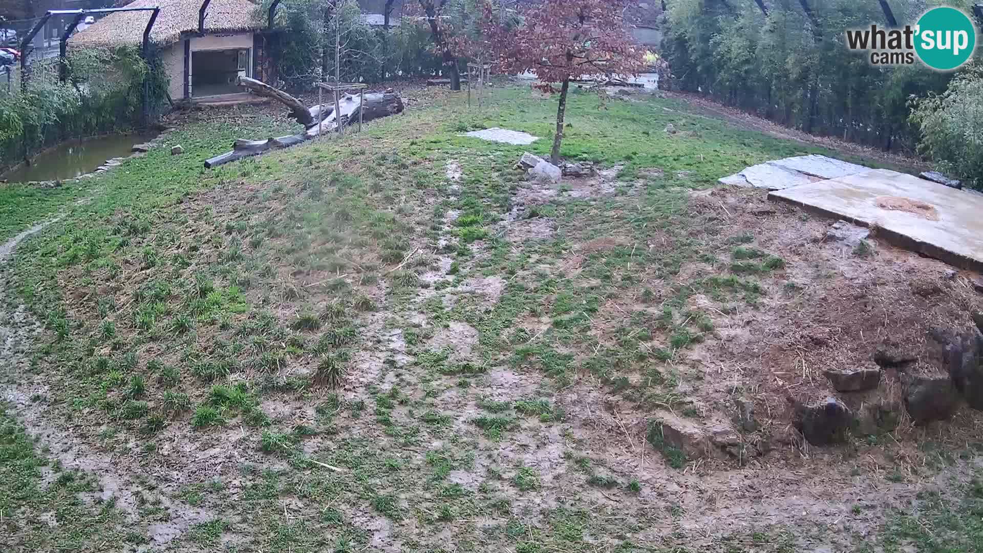 Live Ljubljana Zoo webcam Lion