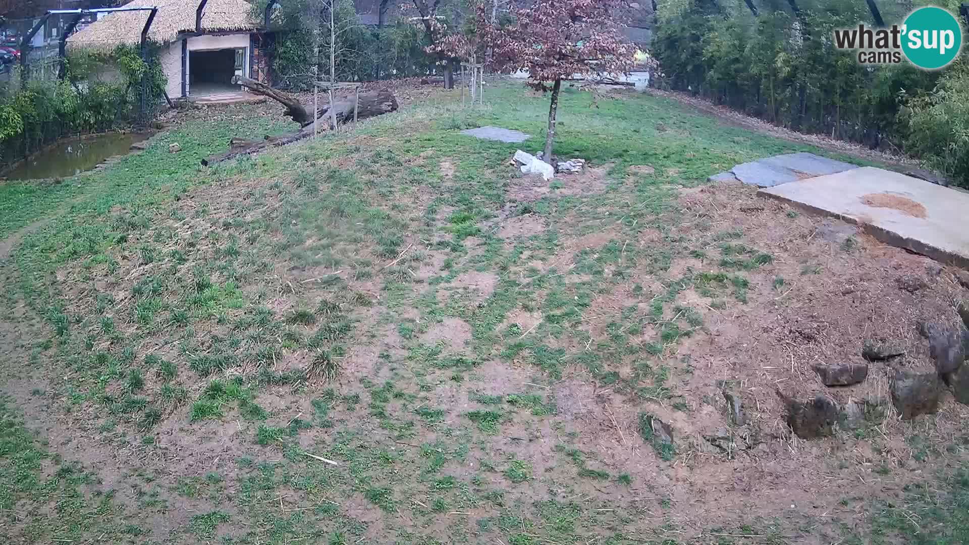 Zoo Ljubljana webcam Löwen