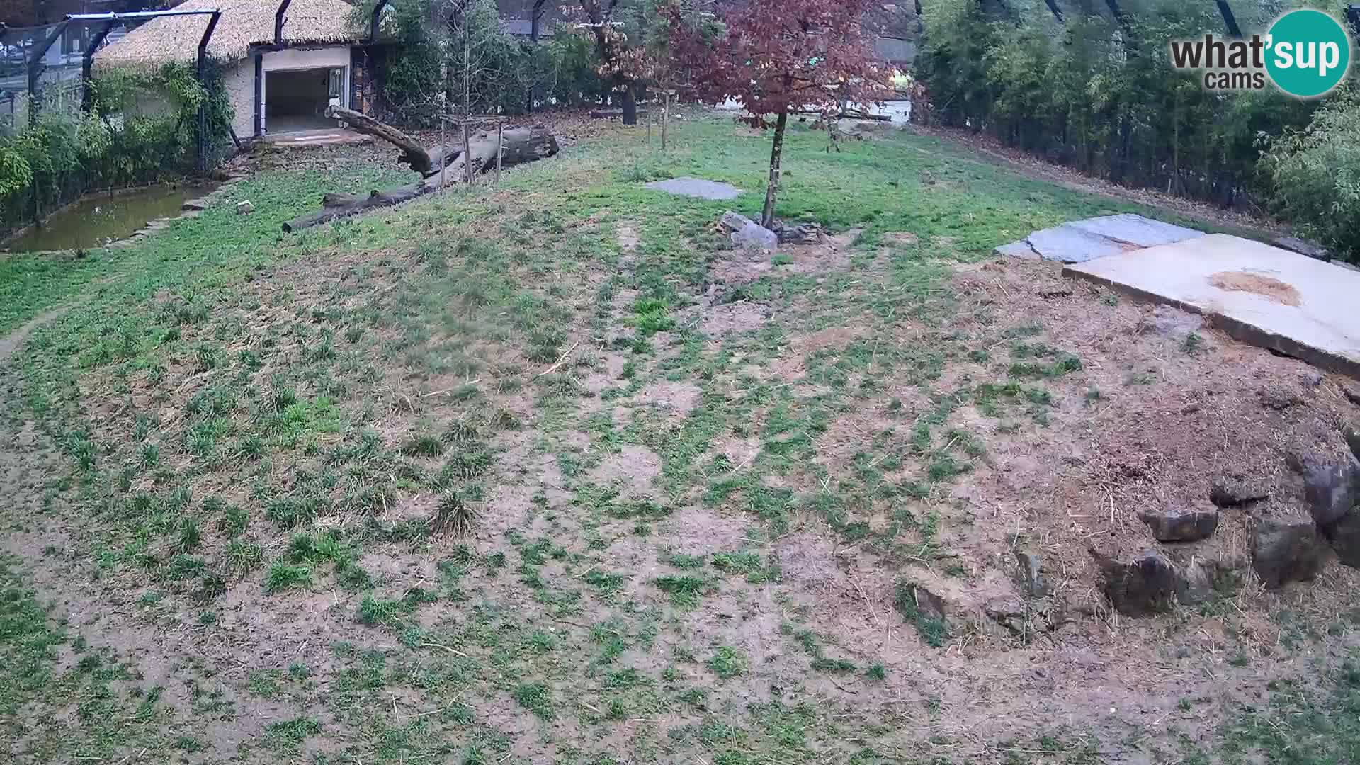 Ljubljana Zoo webcam Lion