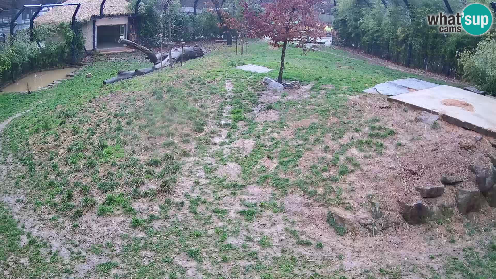 Zoo Ljubljana webcam Löwen