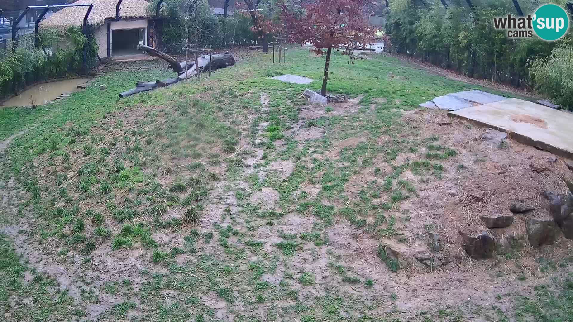 Zoo Ljubljana webcam Löwen