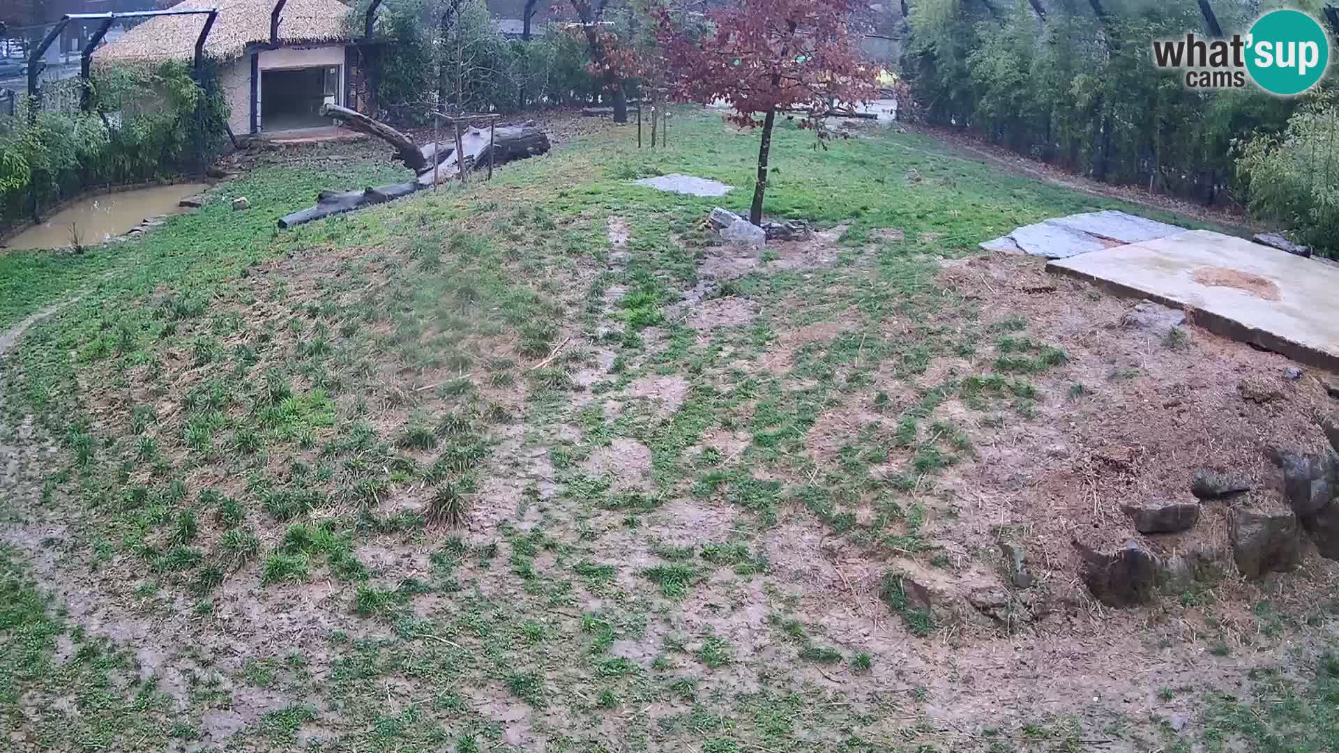 Ljubljana Zoo webcam Lion