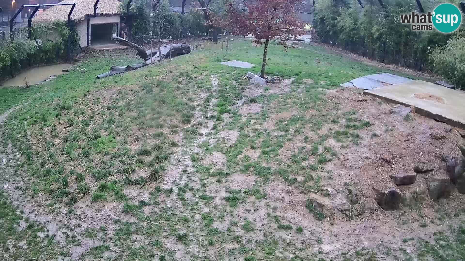 Ljubljana Zoo webcam Lion