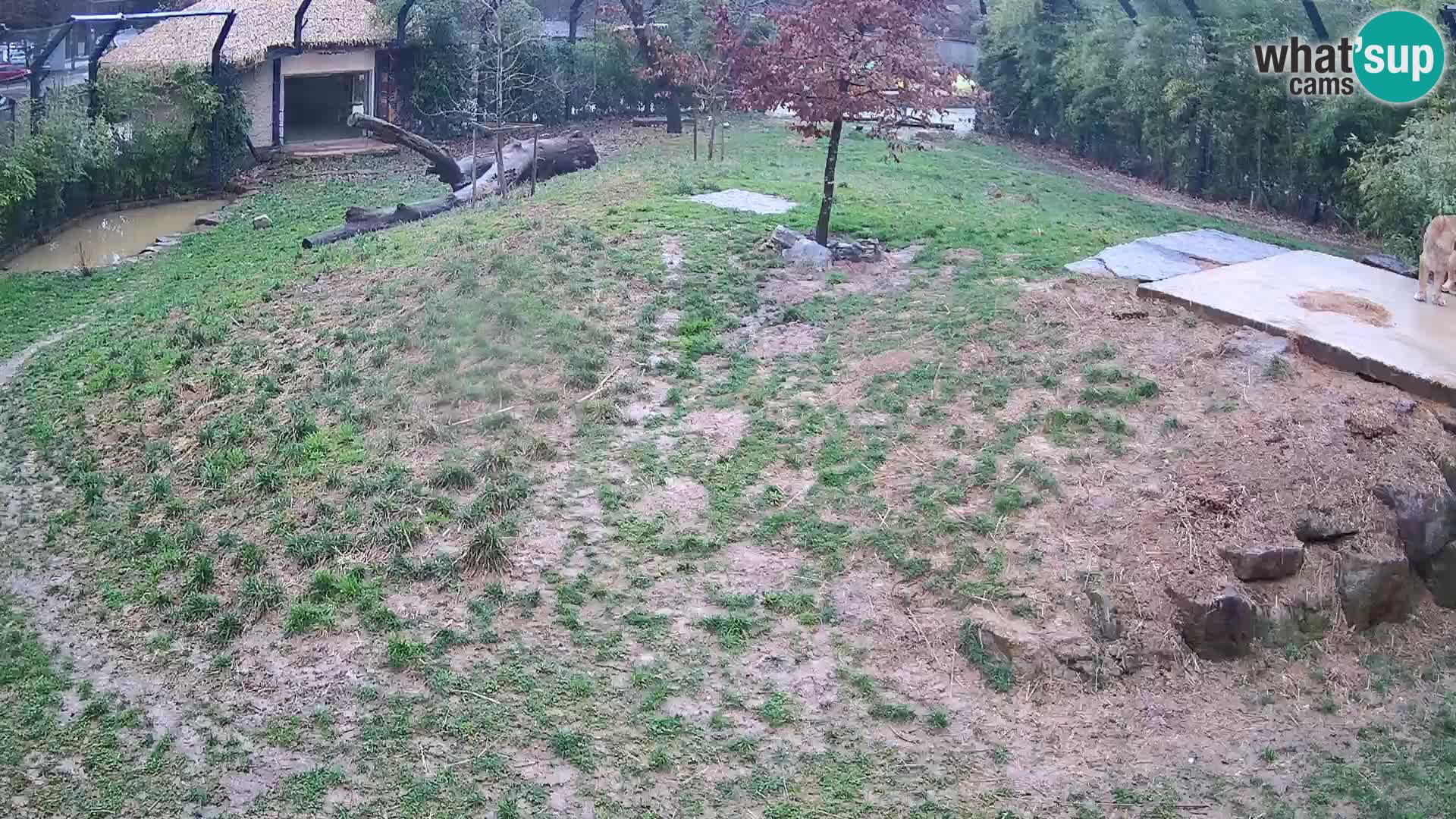 Live Ljubljana Zoo webcam Lion