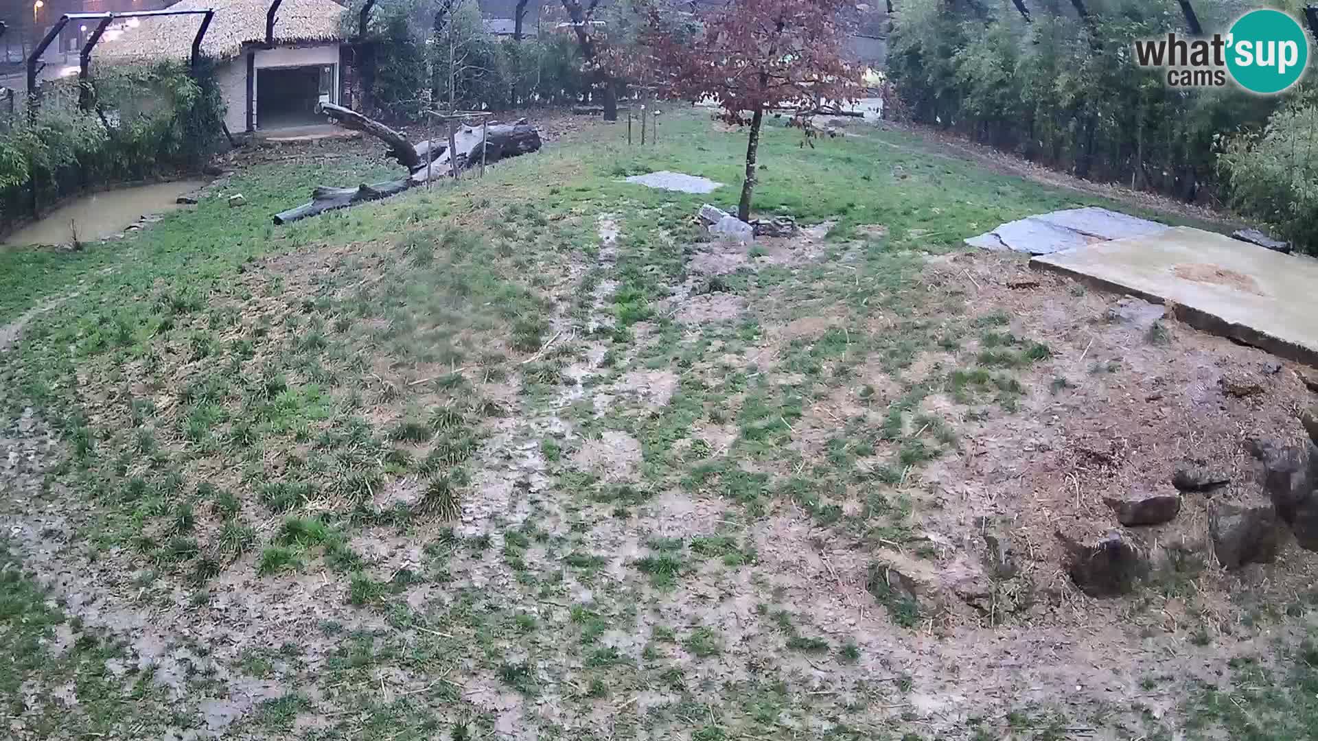 Zoo Ljubljana webcam Löwen