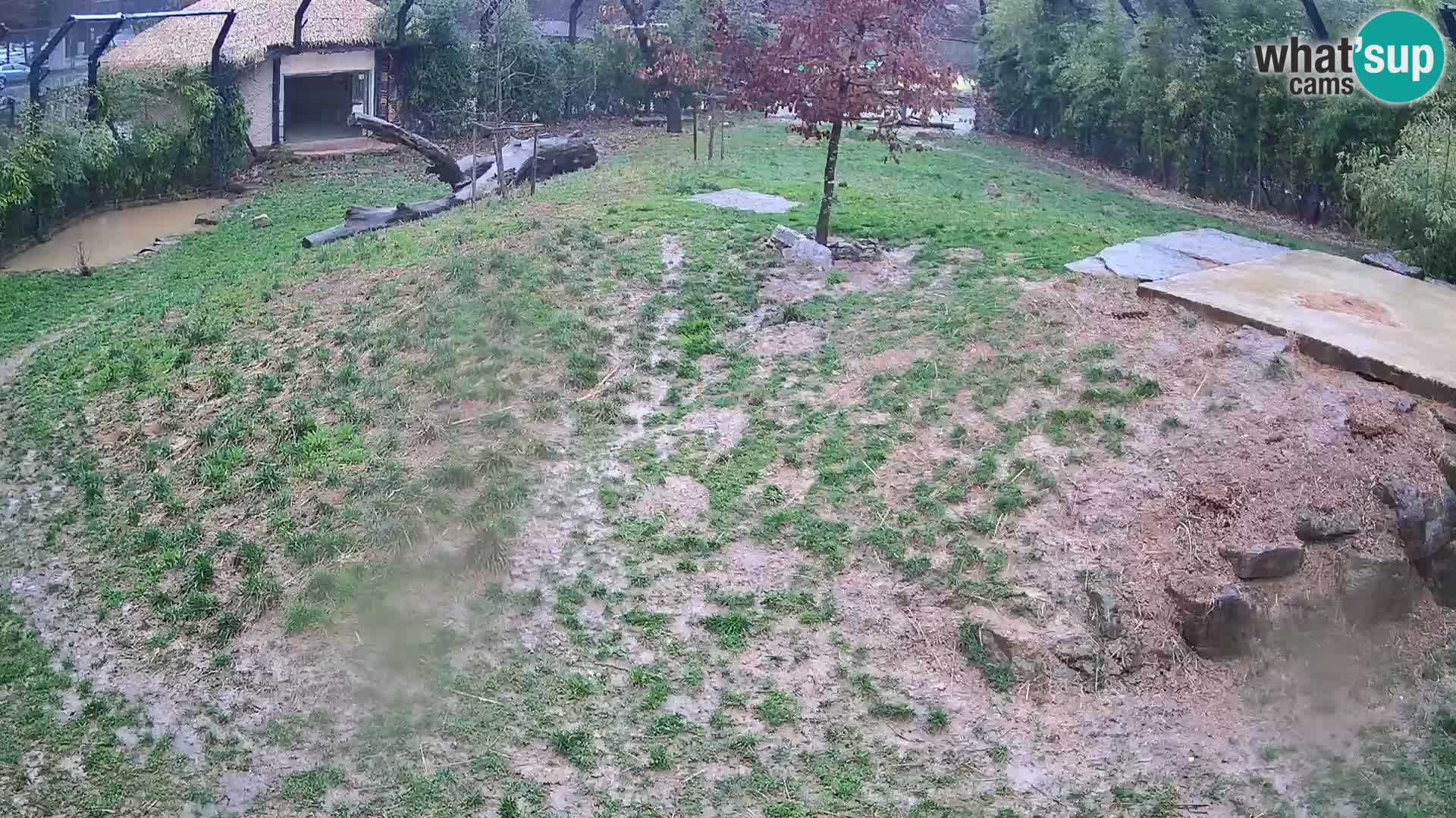 Zoo Ljubljana webcam Löwen