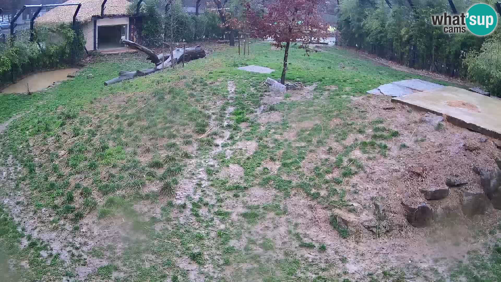 Zoo Ljubljana webcam Löwen