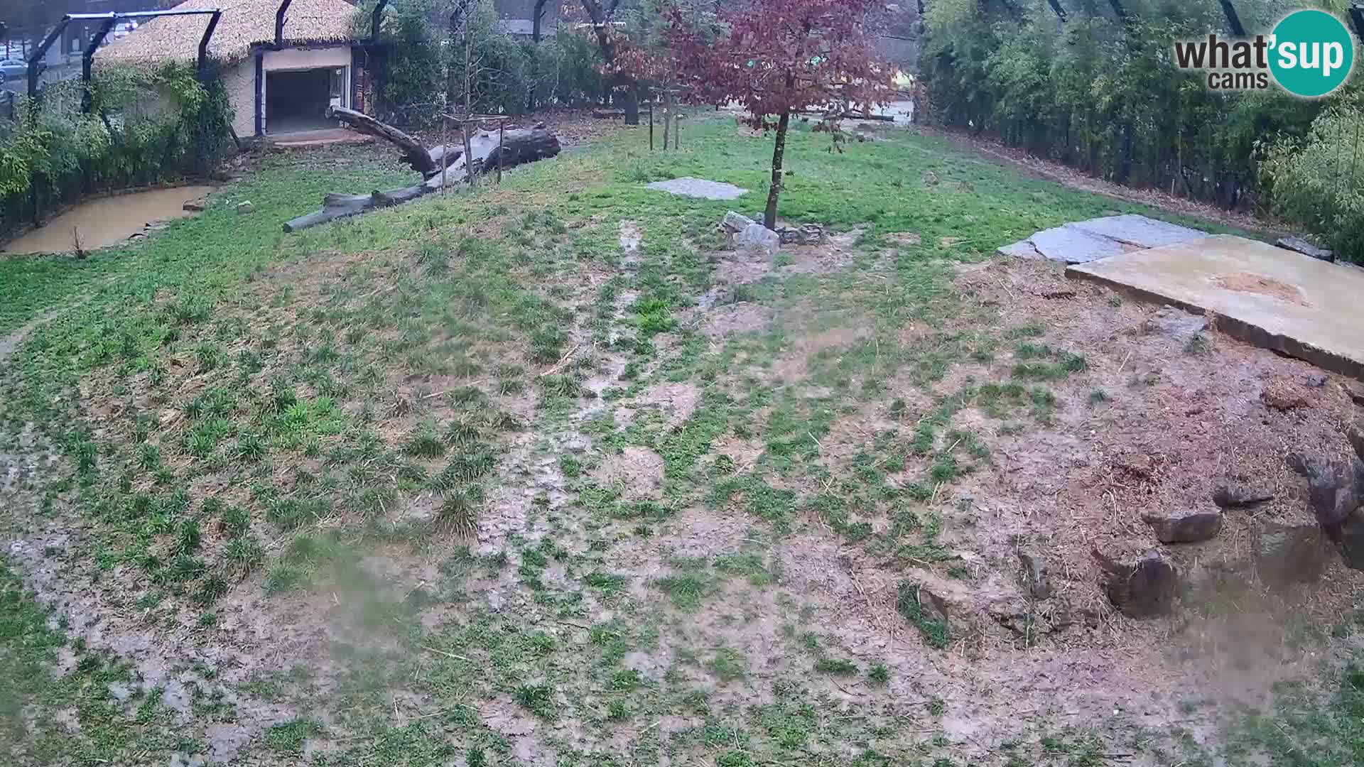 Zoo Ljubljana camera en vivo Leones