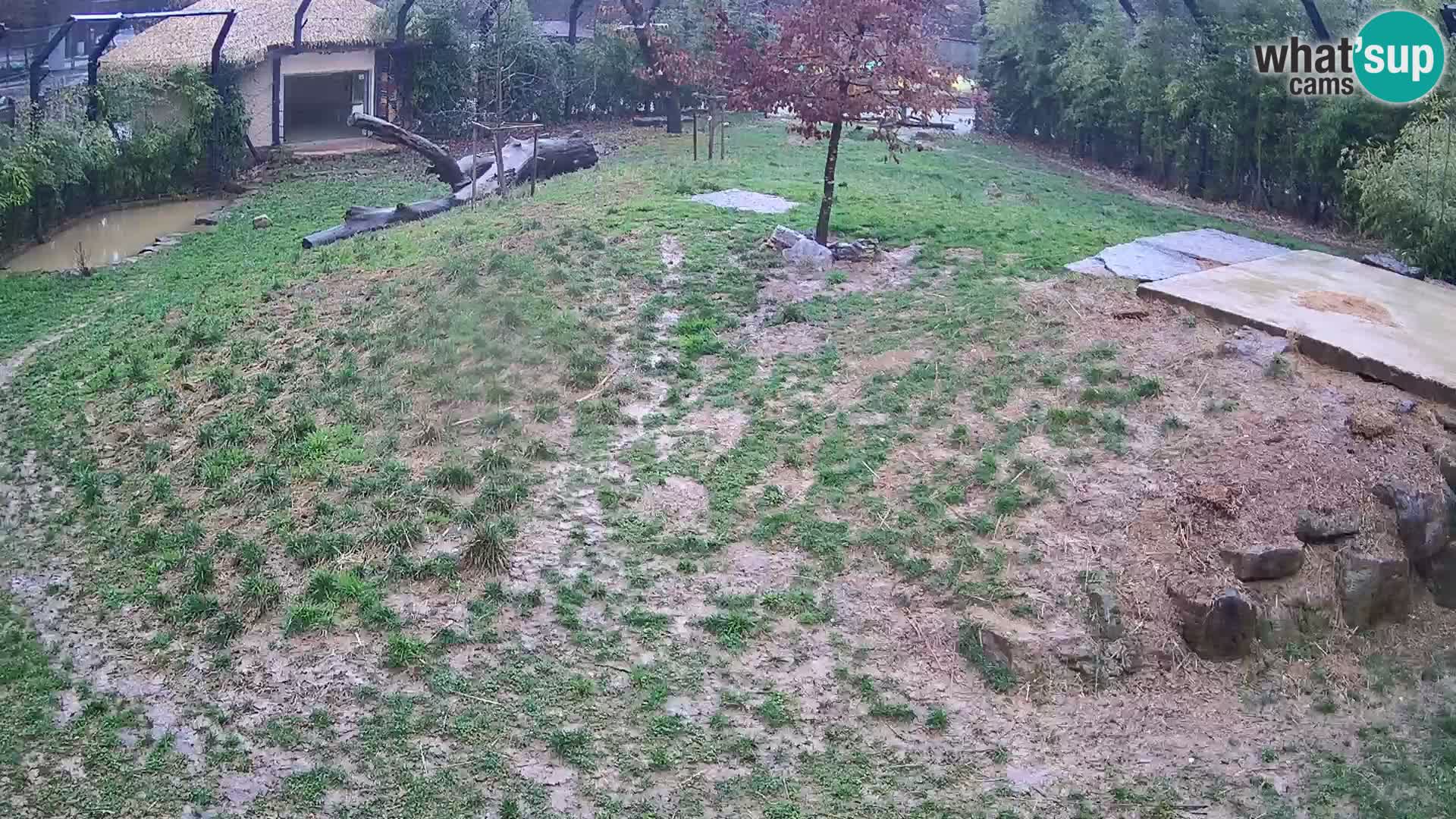 Zoo Ljubljana webcam Löwen