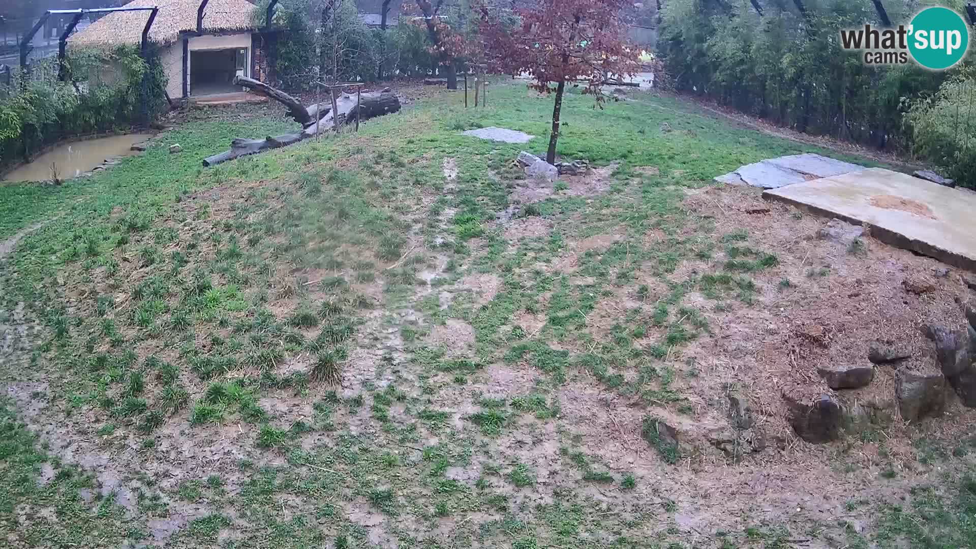 Zoo Ljubljana webcam Löwen