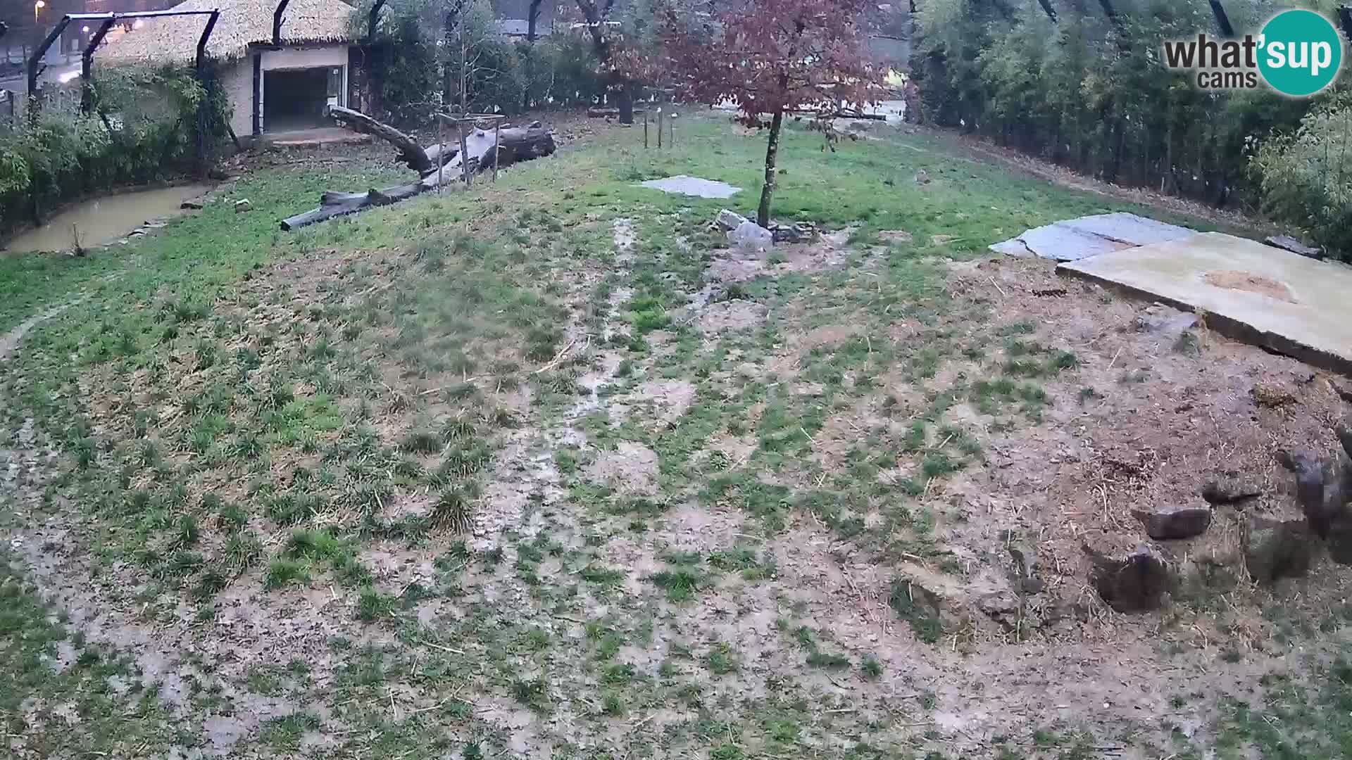 Ljubljana Zoo webcam Lion