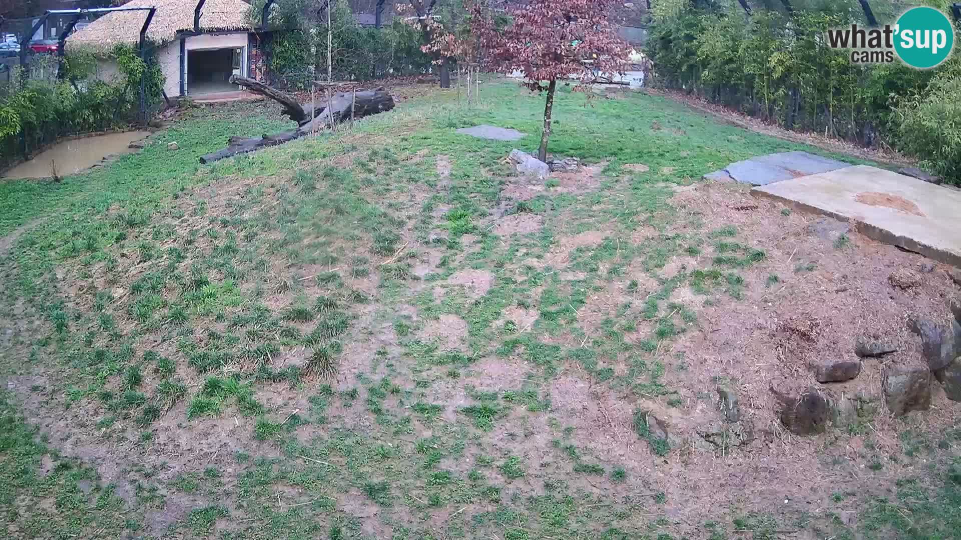 Zoo Ljubljana webcam Löwen