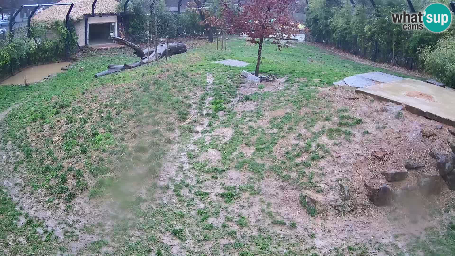 Zoo Ljubljana webcam Löwen