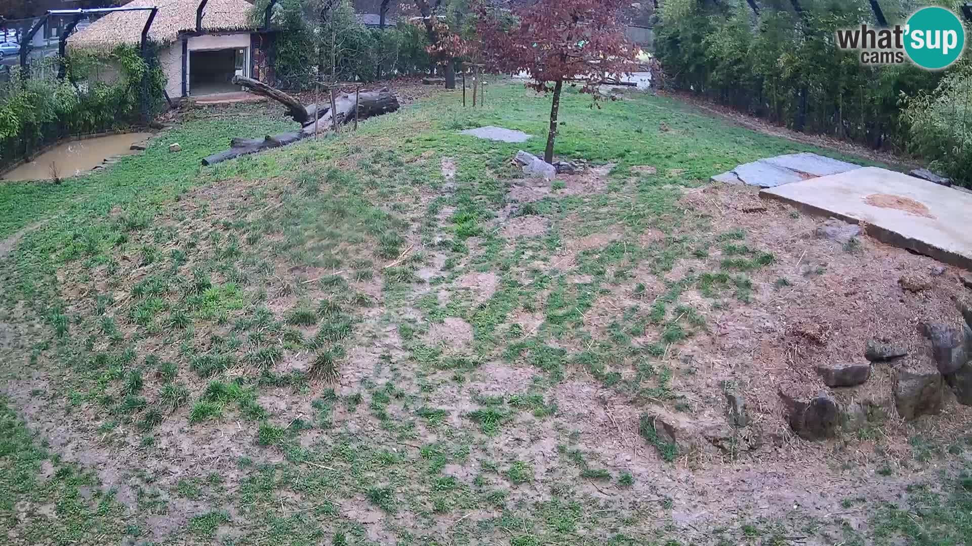 Live Ljubljana Zoo webcam Lion