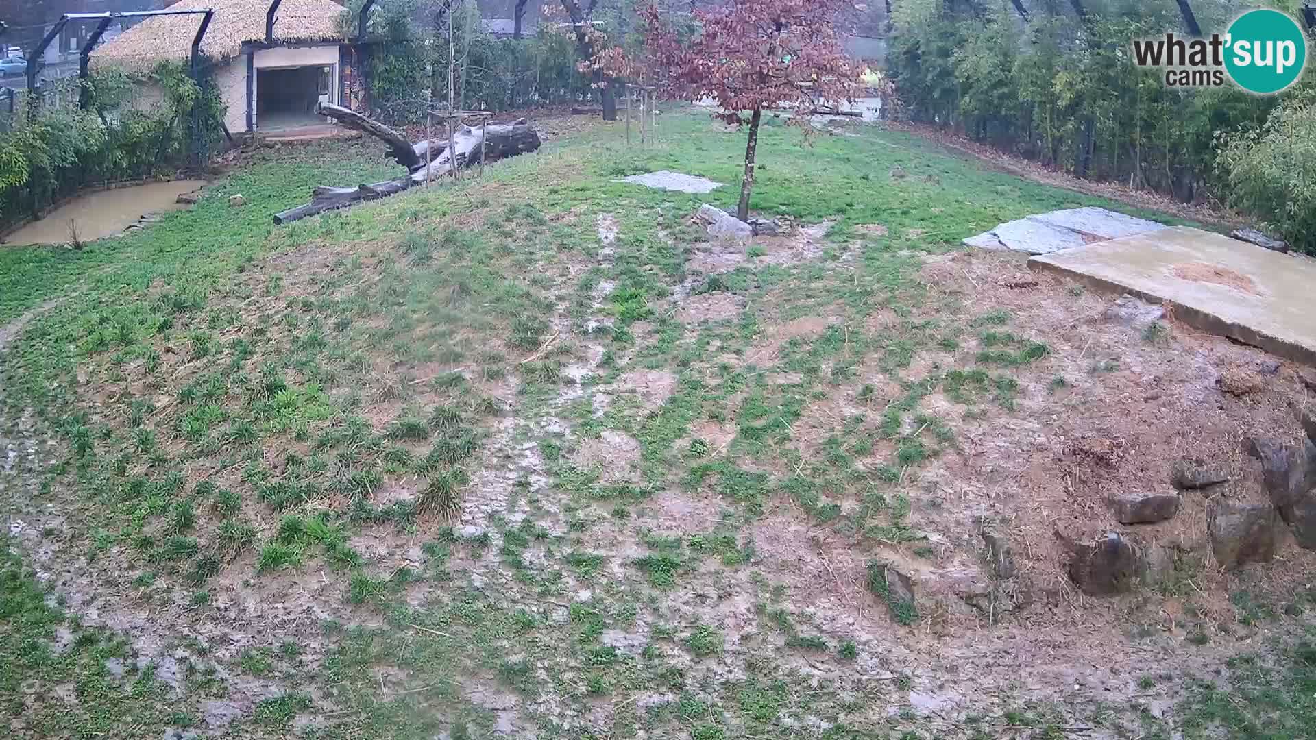 Ljubljana Zoo webcam Lion