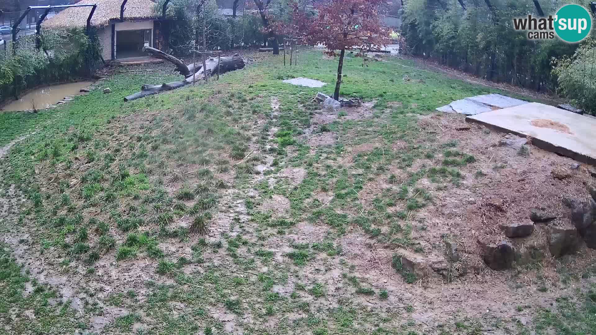 Ljubljana Zoo webcam Lion