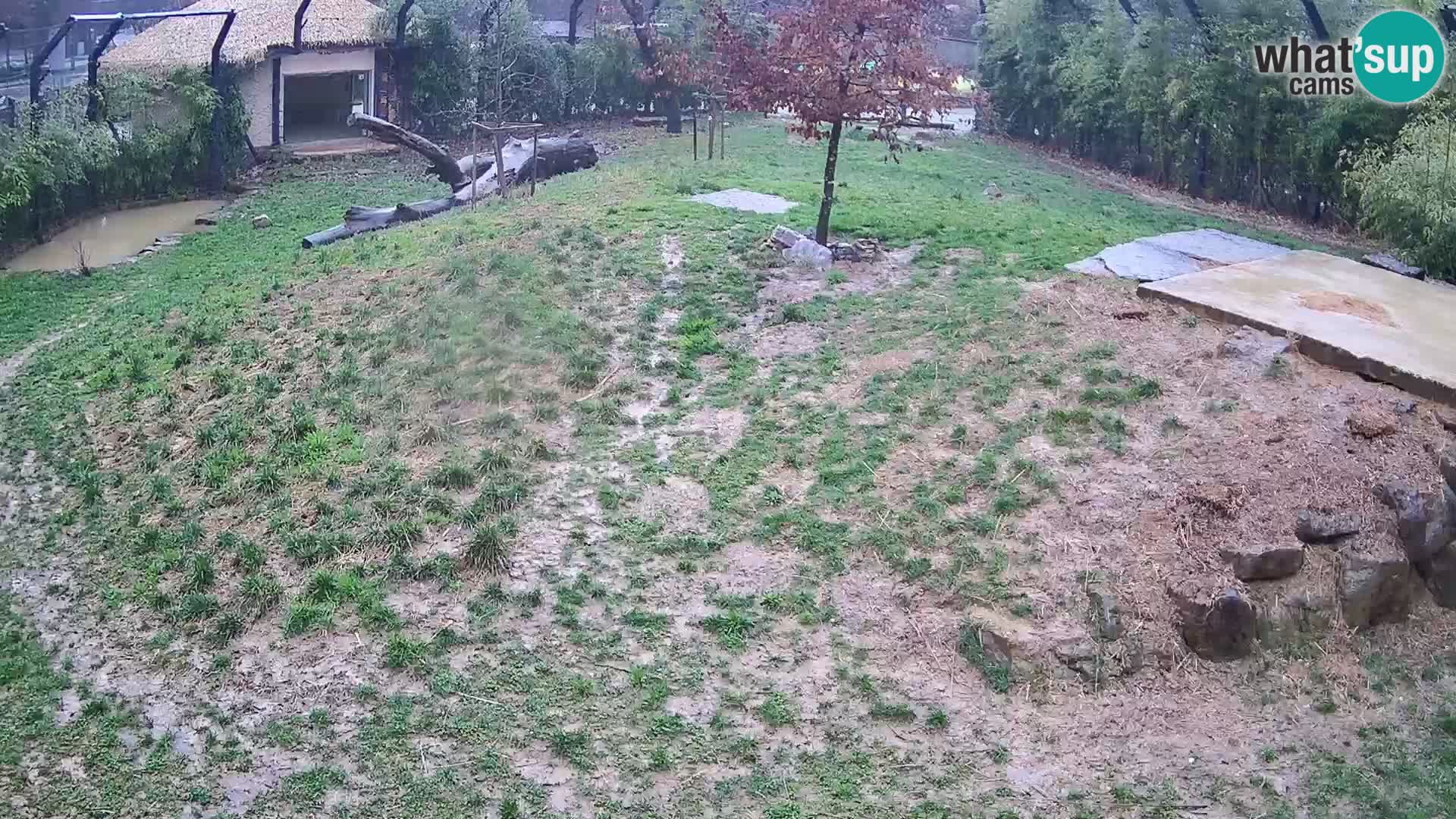 Live Ljubljana Zoo webcam Lion