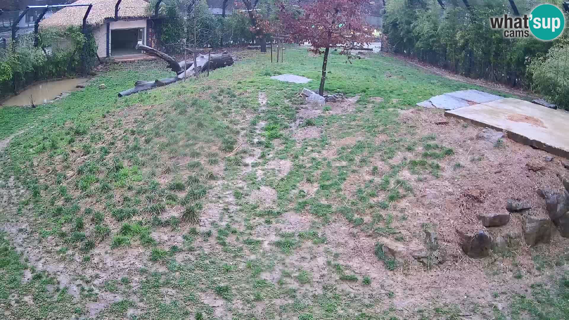 Live Ljubljana Zoo webcam Lion