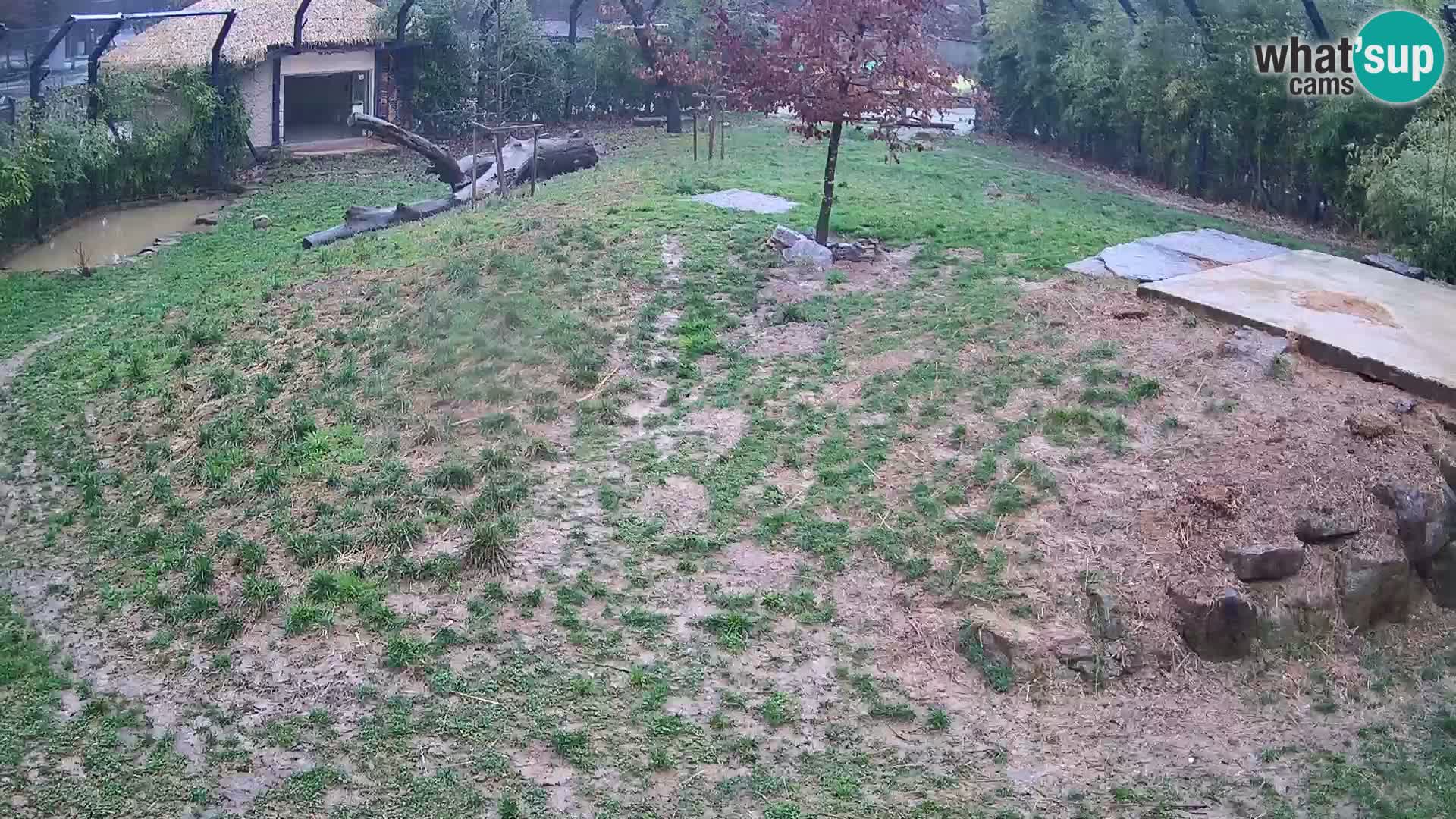 Live Ljubljana Zoo webcam Lion