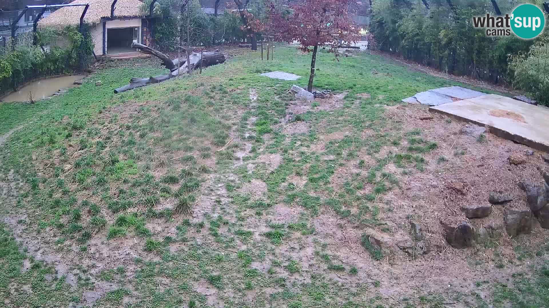 Live Ljubljana Zoo webcam Lion