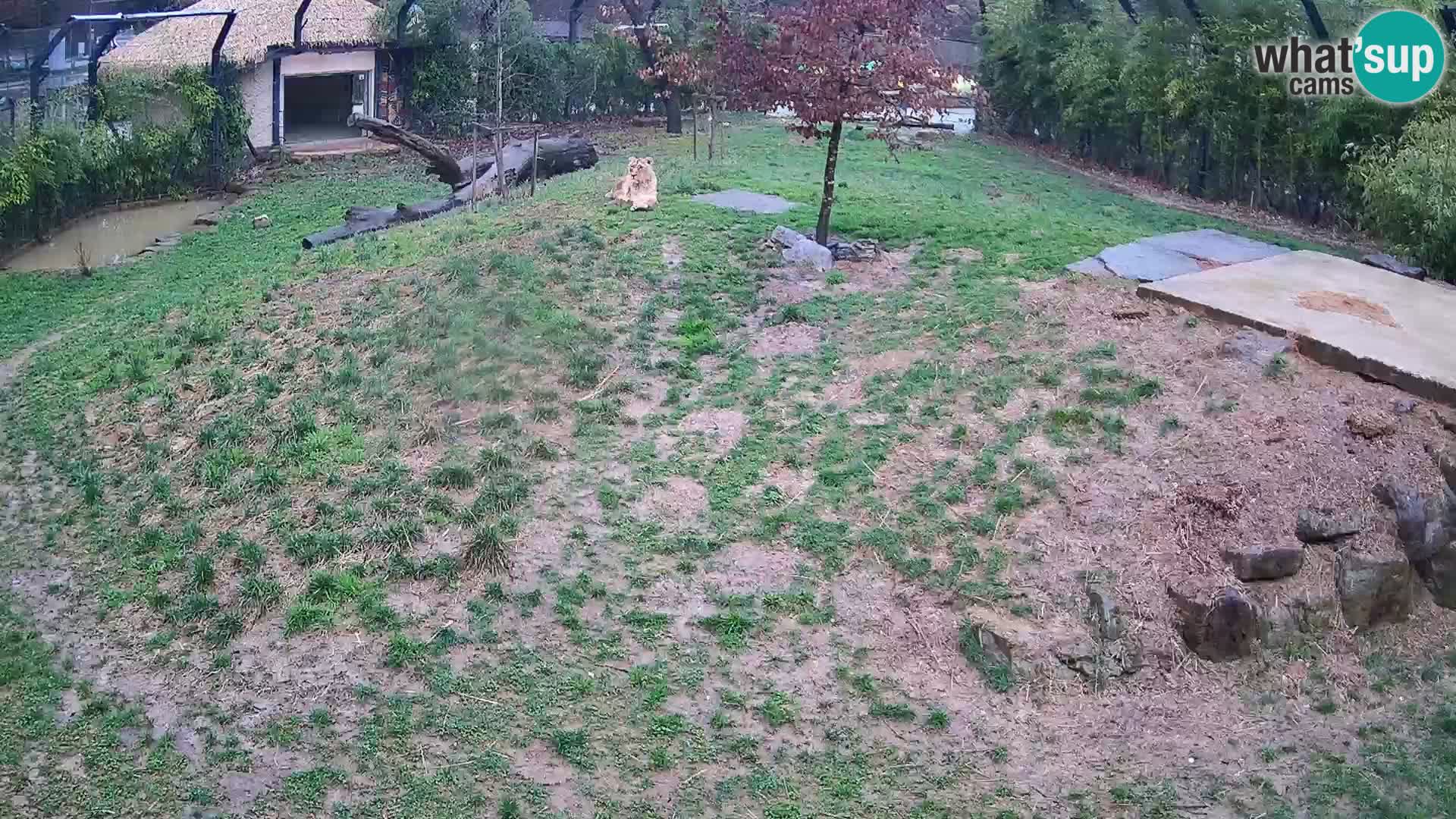 Live Ljubljana Zoo webcam Lion