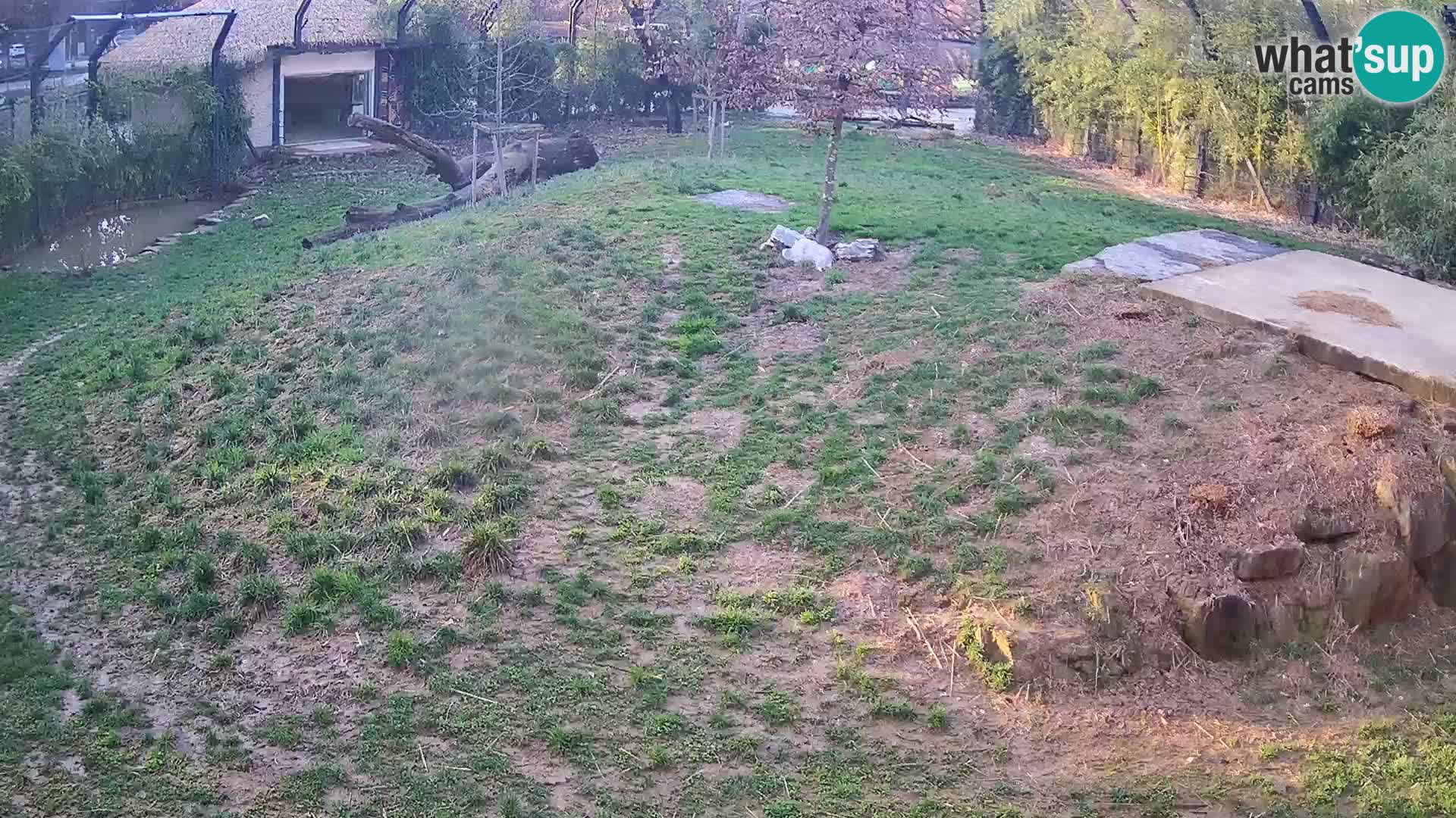 Live Ljubljana Zoo webcam Lion