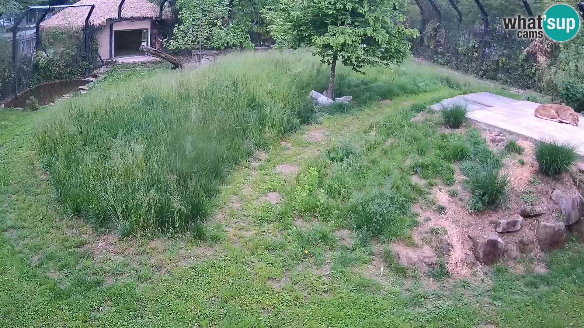 Live Ljubljana Zoo webcam Lion