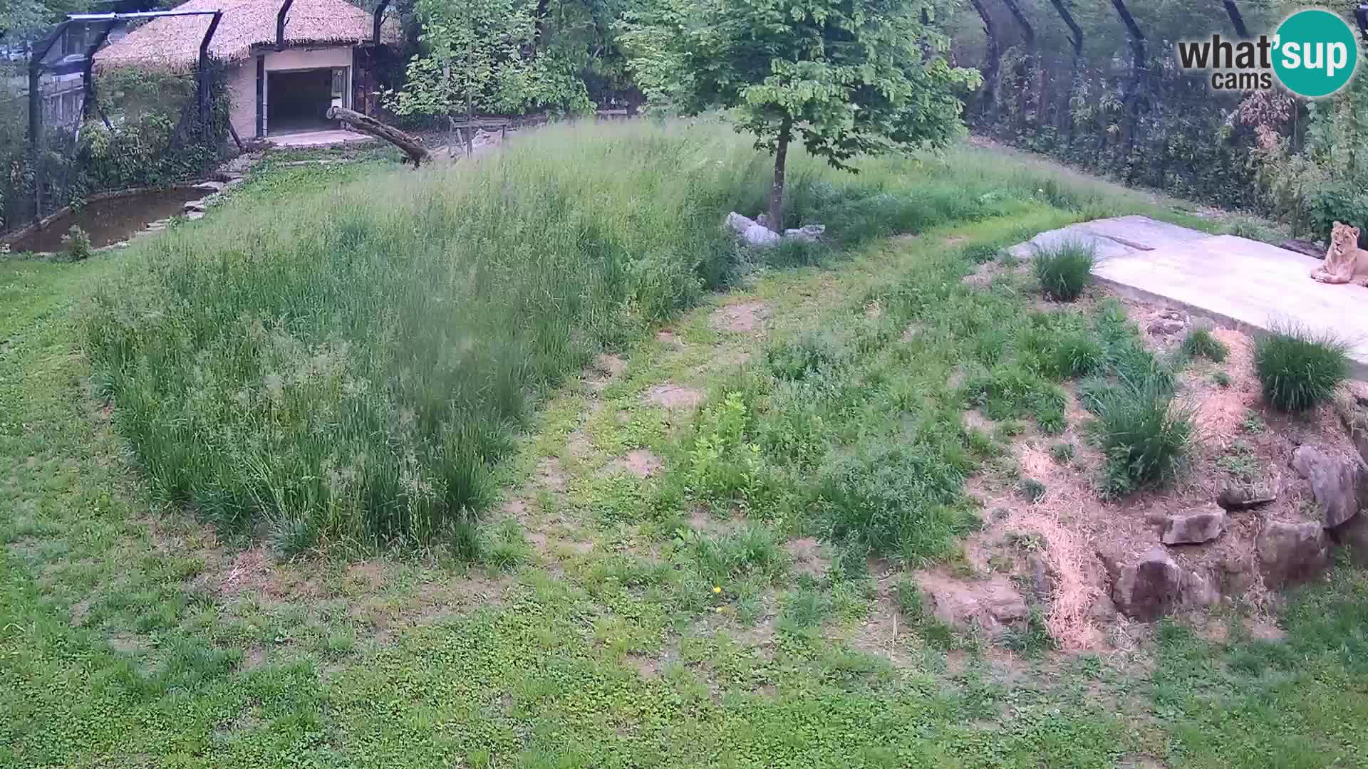 Zoo Ljubljana webcam Löwen