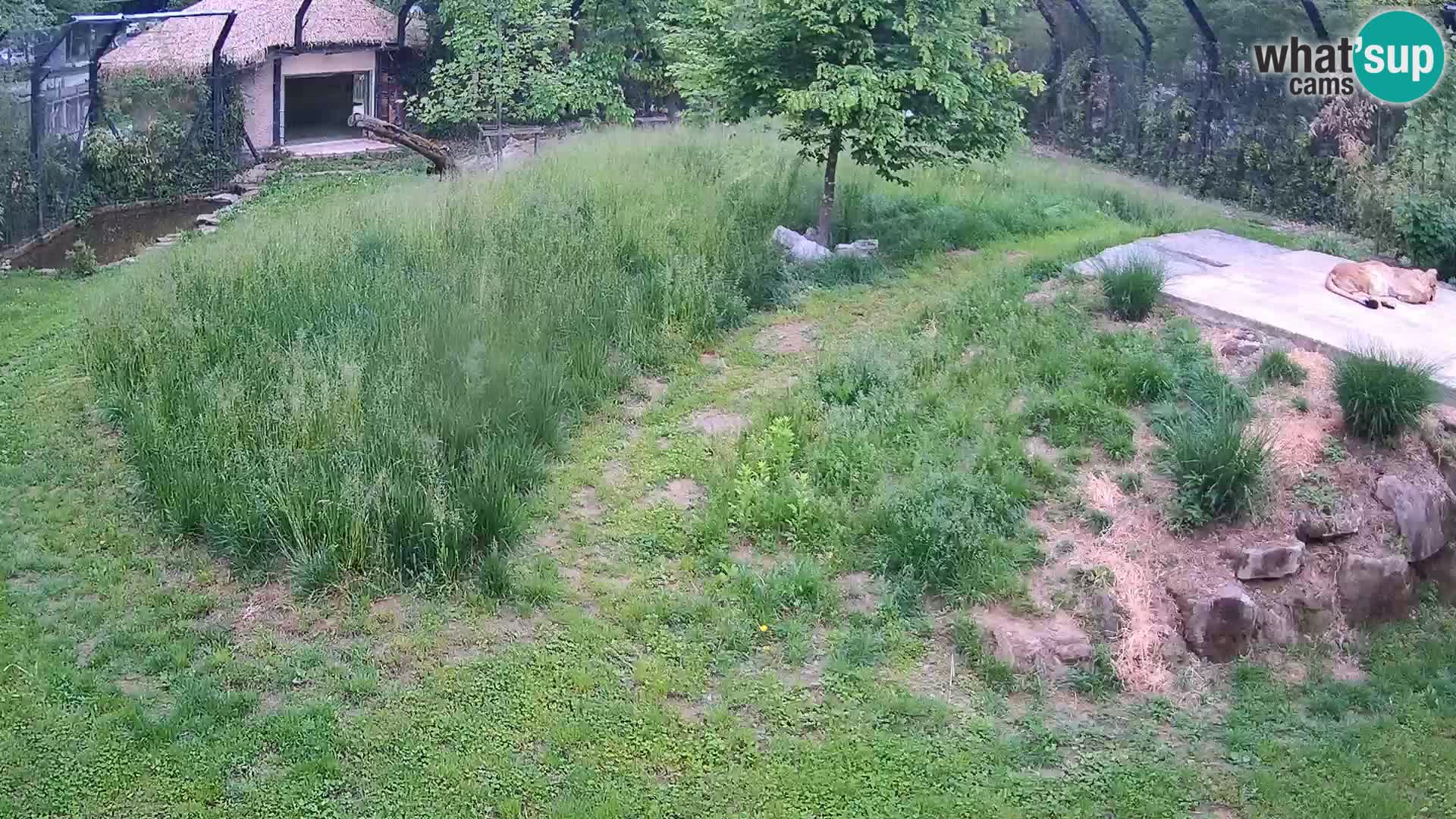 Ljubljana Zoo webcam Lion