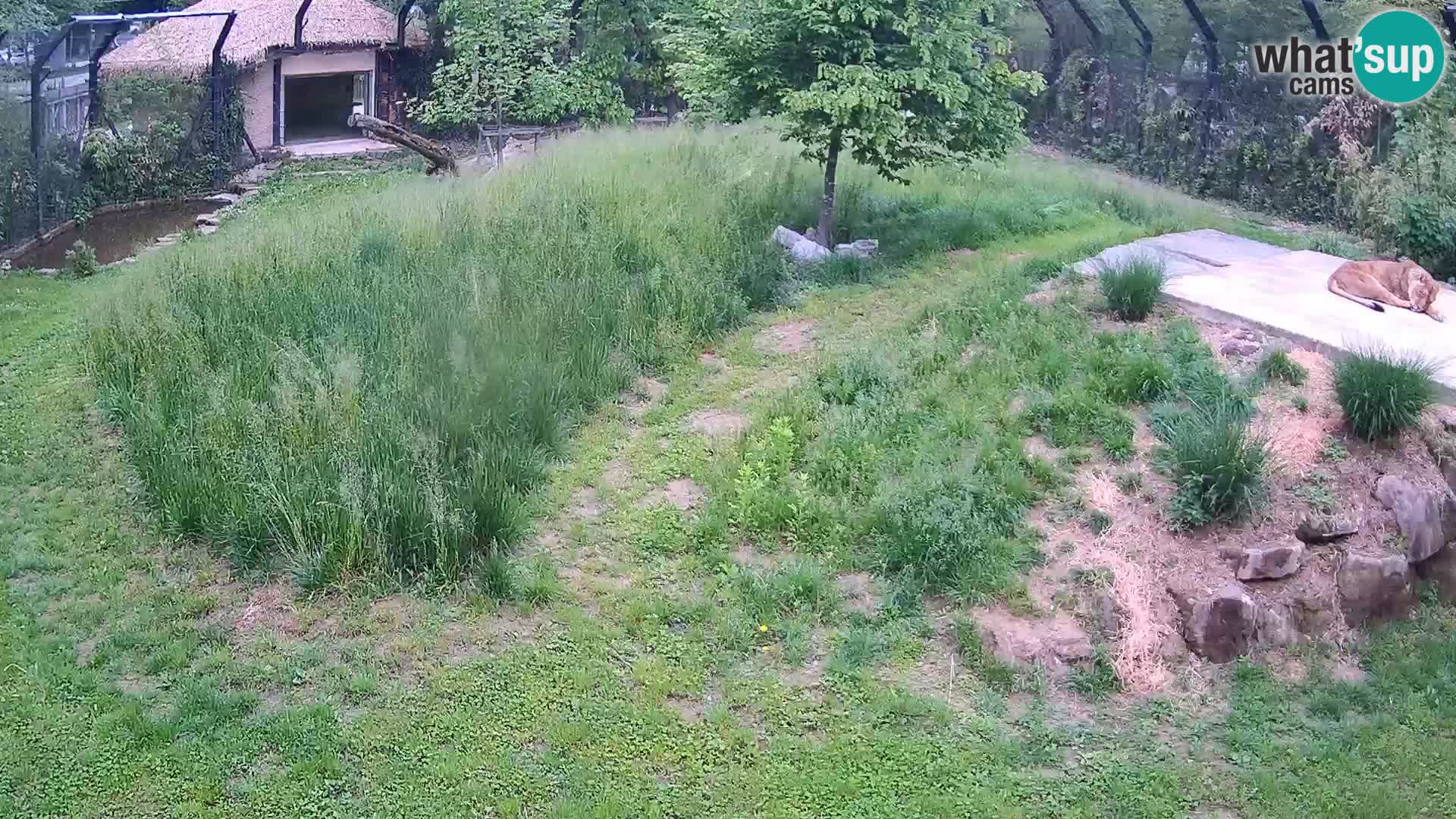 Live Ljubljana Zoo webcam Lion