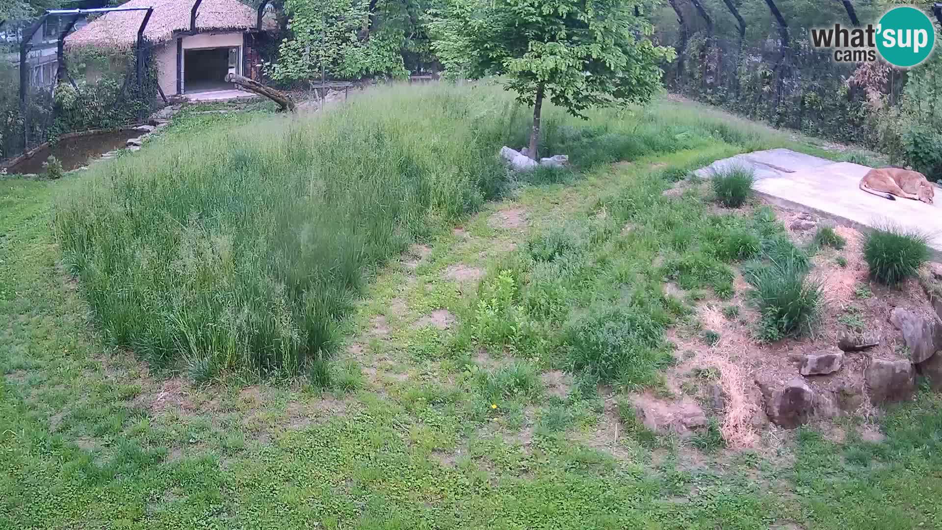 Zoo Lubiana live webcam Leoni