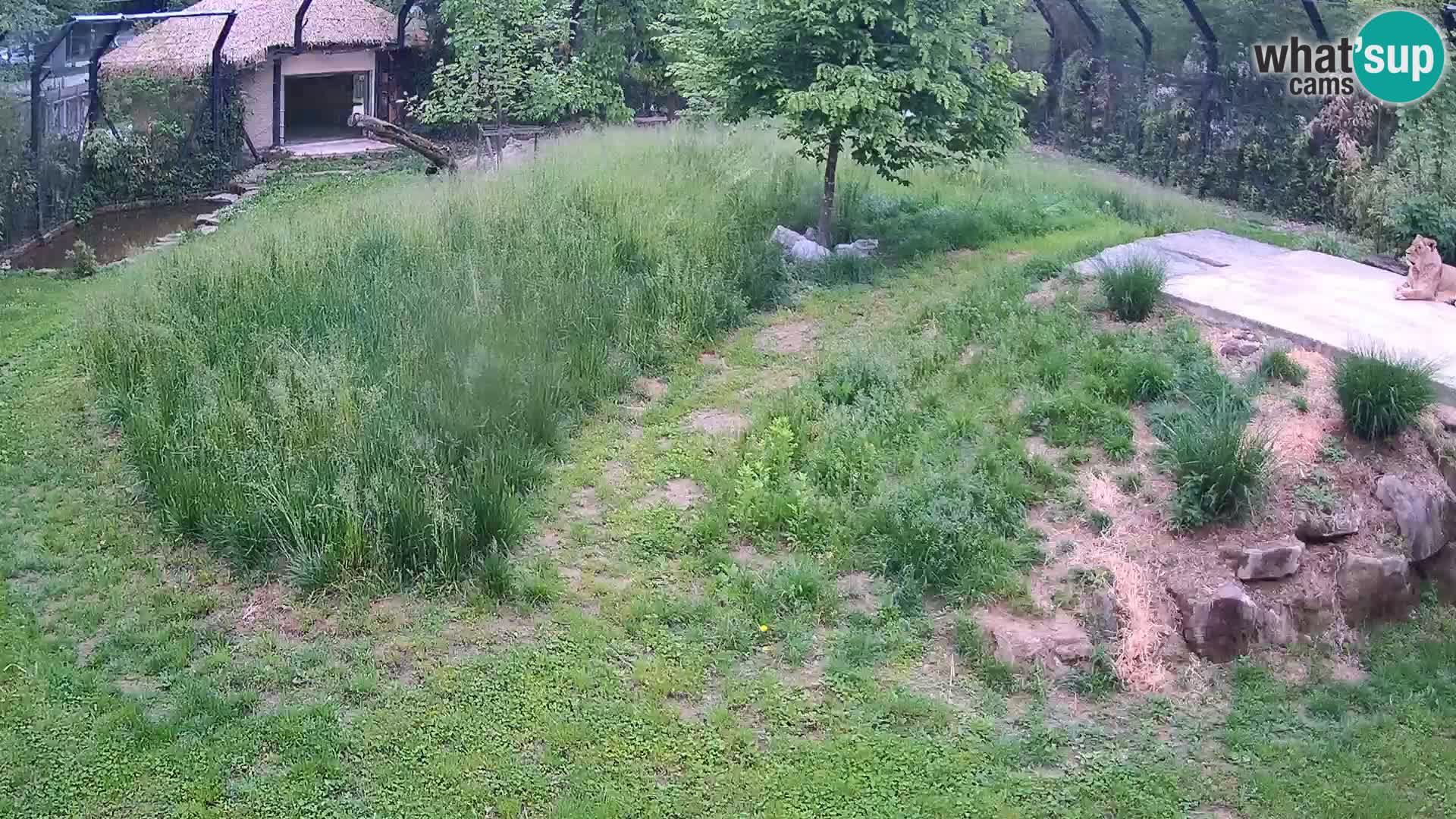 Zoo Ljubljana web kamera Lavovi