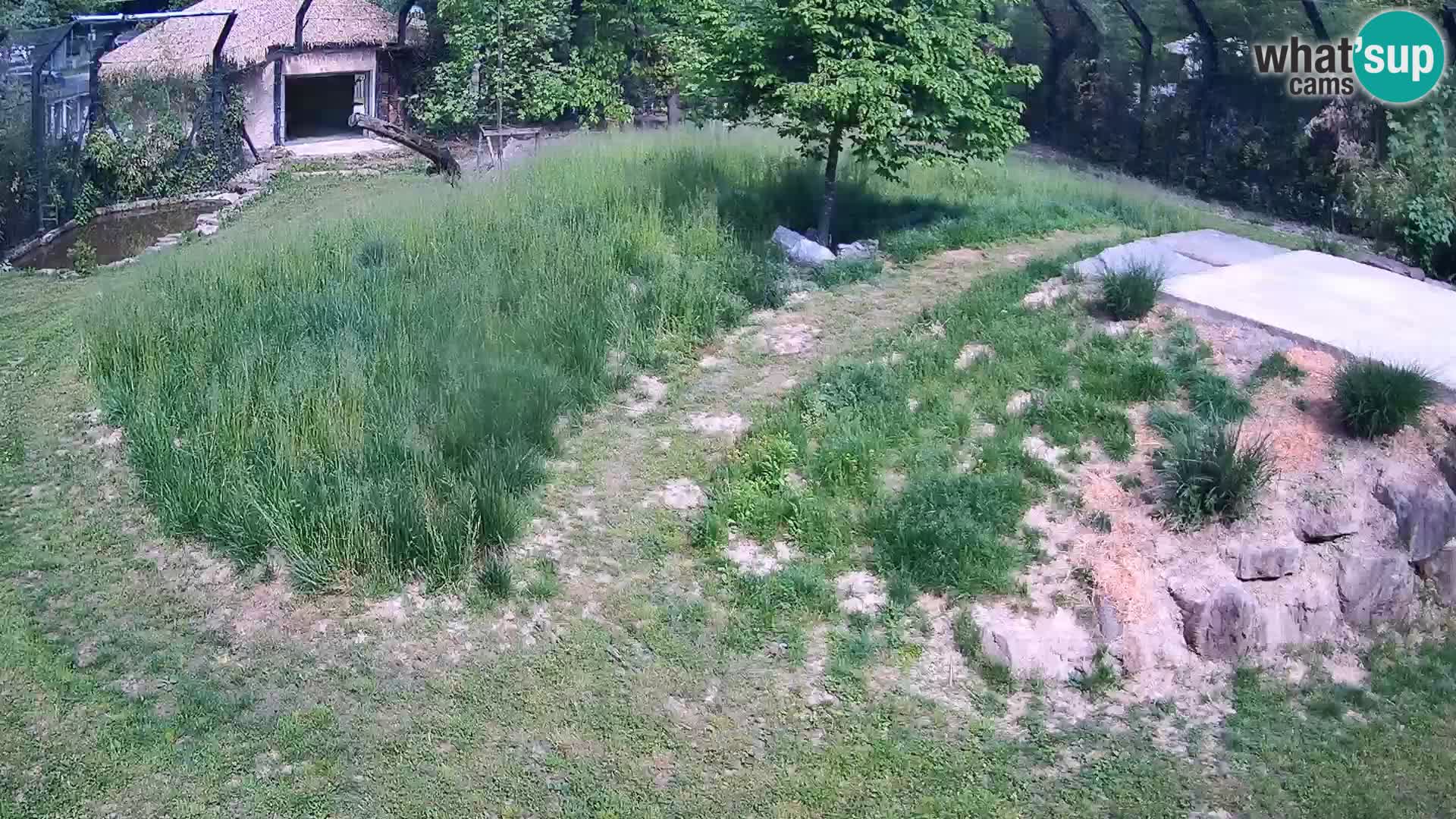 Live Ljubljana Zoo webcam Lion