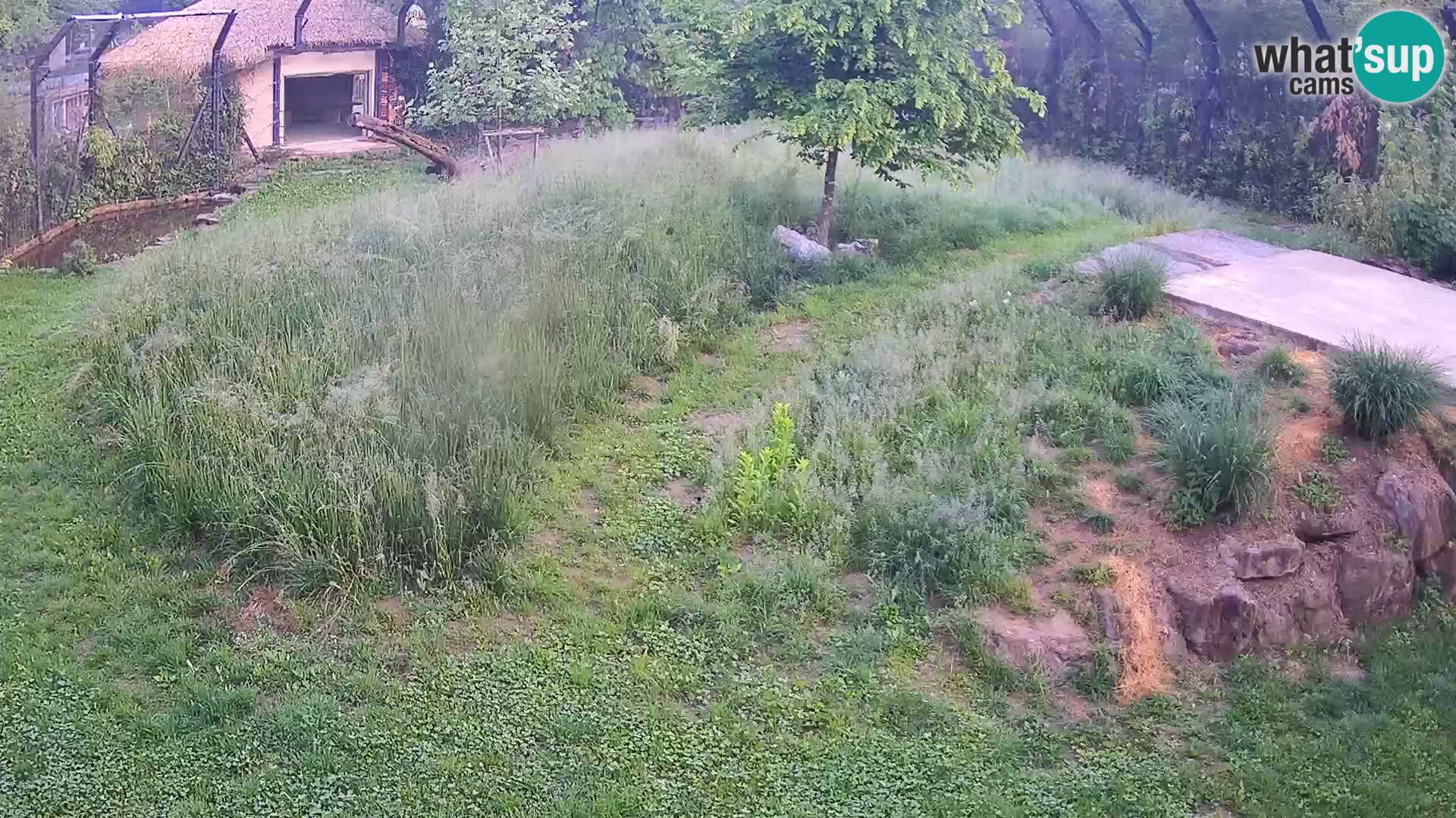 Zoo Ljubljana web kamera Lavovi