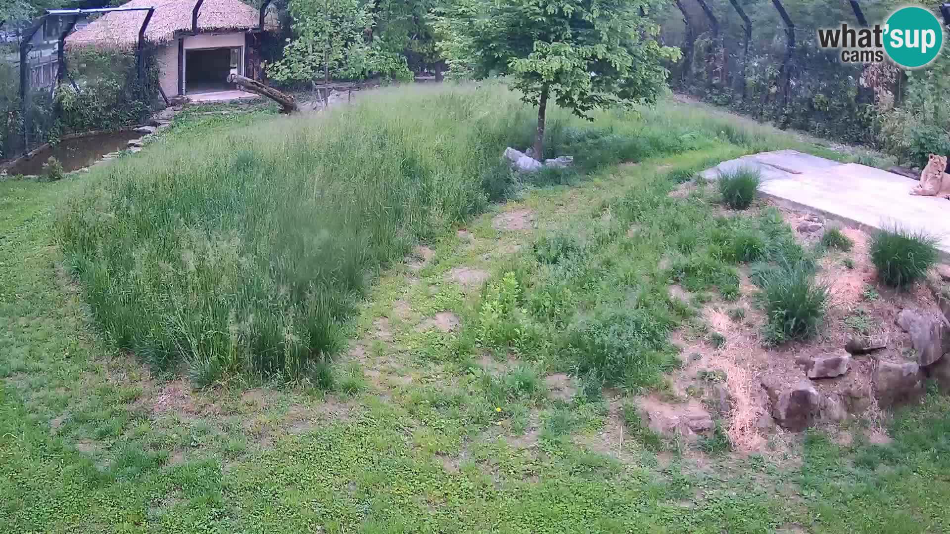 Zoo Lubiana live webcam Leoni