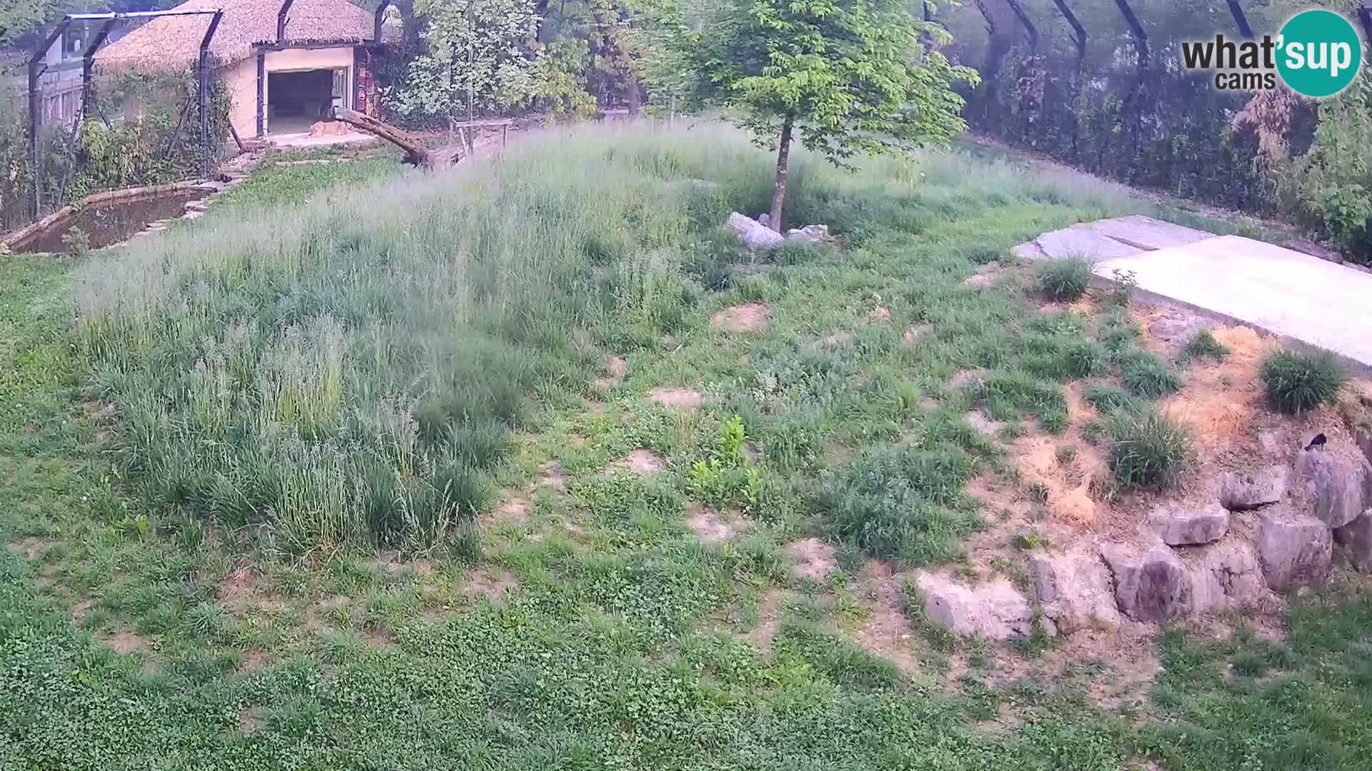 Zoo Ljubljana webcam Löwen