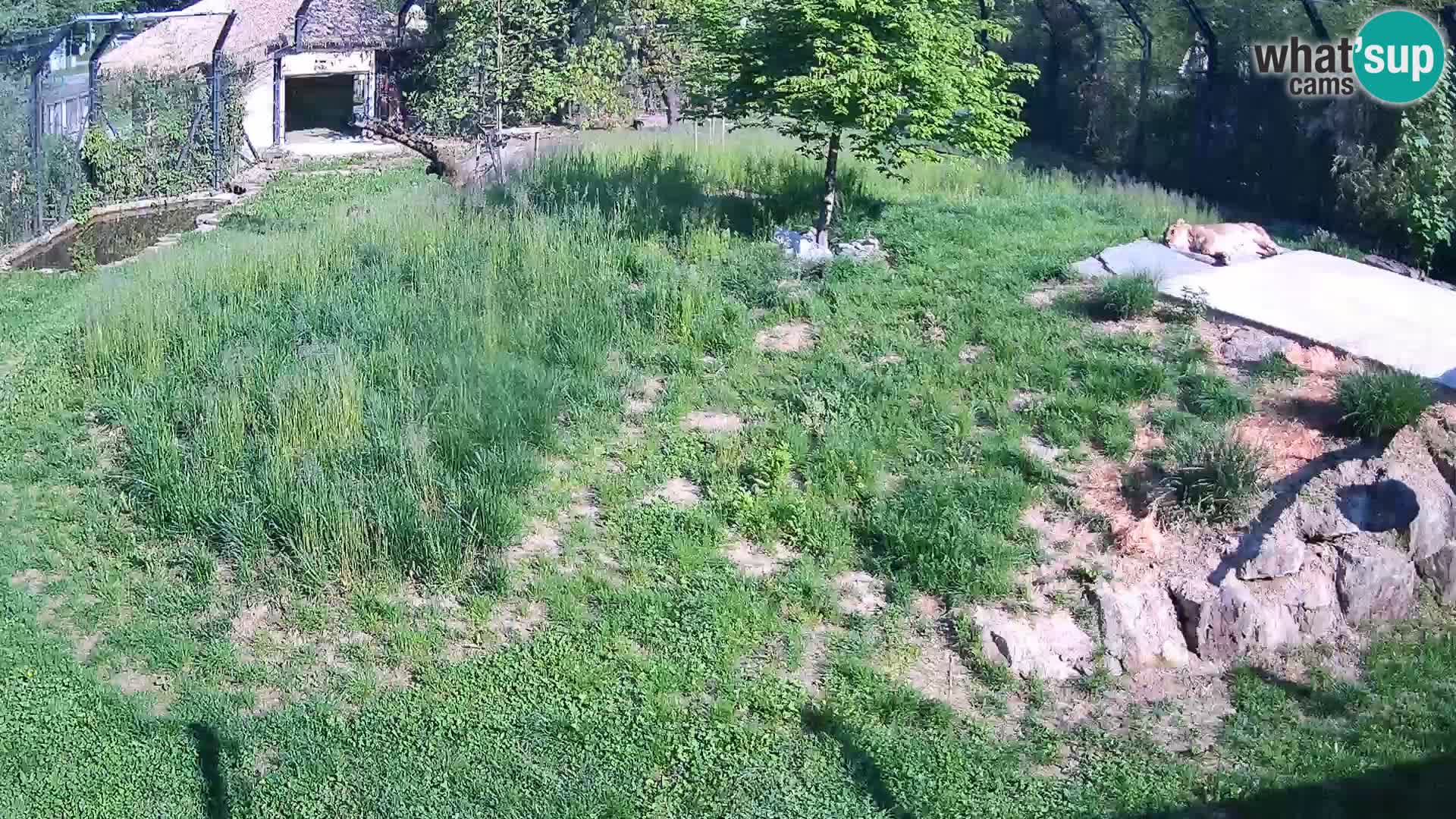 Ljubljana Zoo webcam Lion