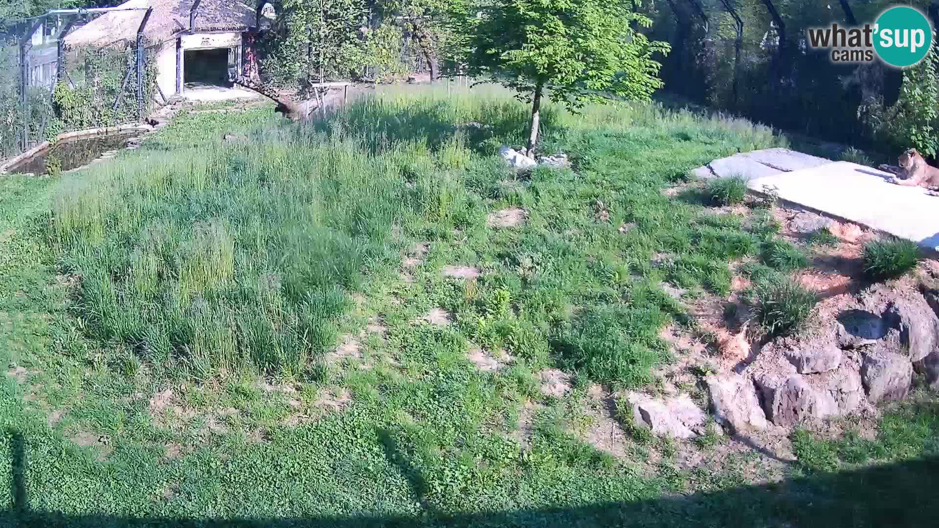Live Ljubljana Zoo webcam Lion