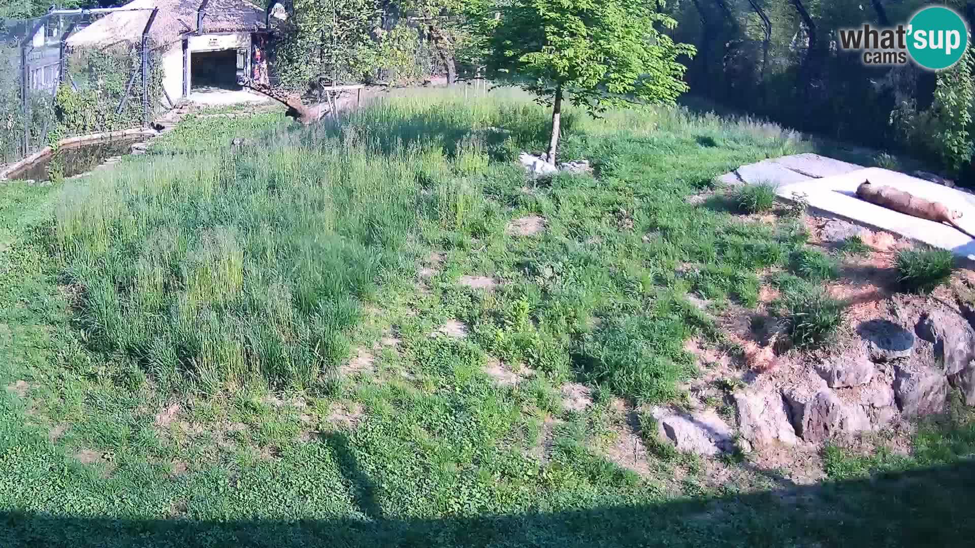 Zoo Ljubljana webcam Löwen