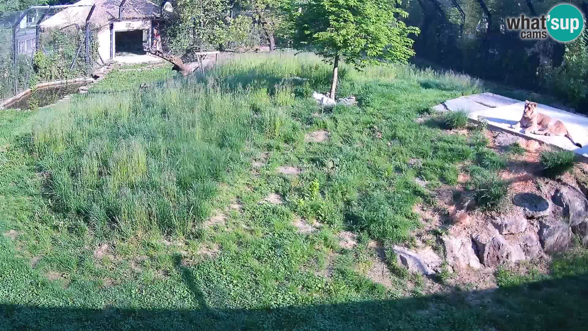 Zoo Ljubljana webcam Löwen