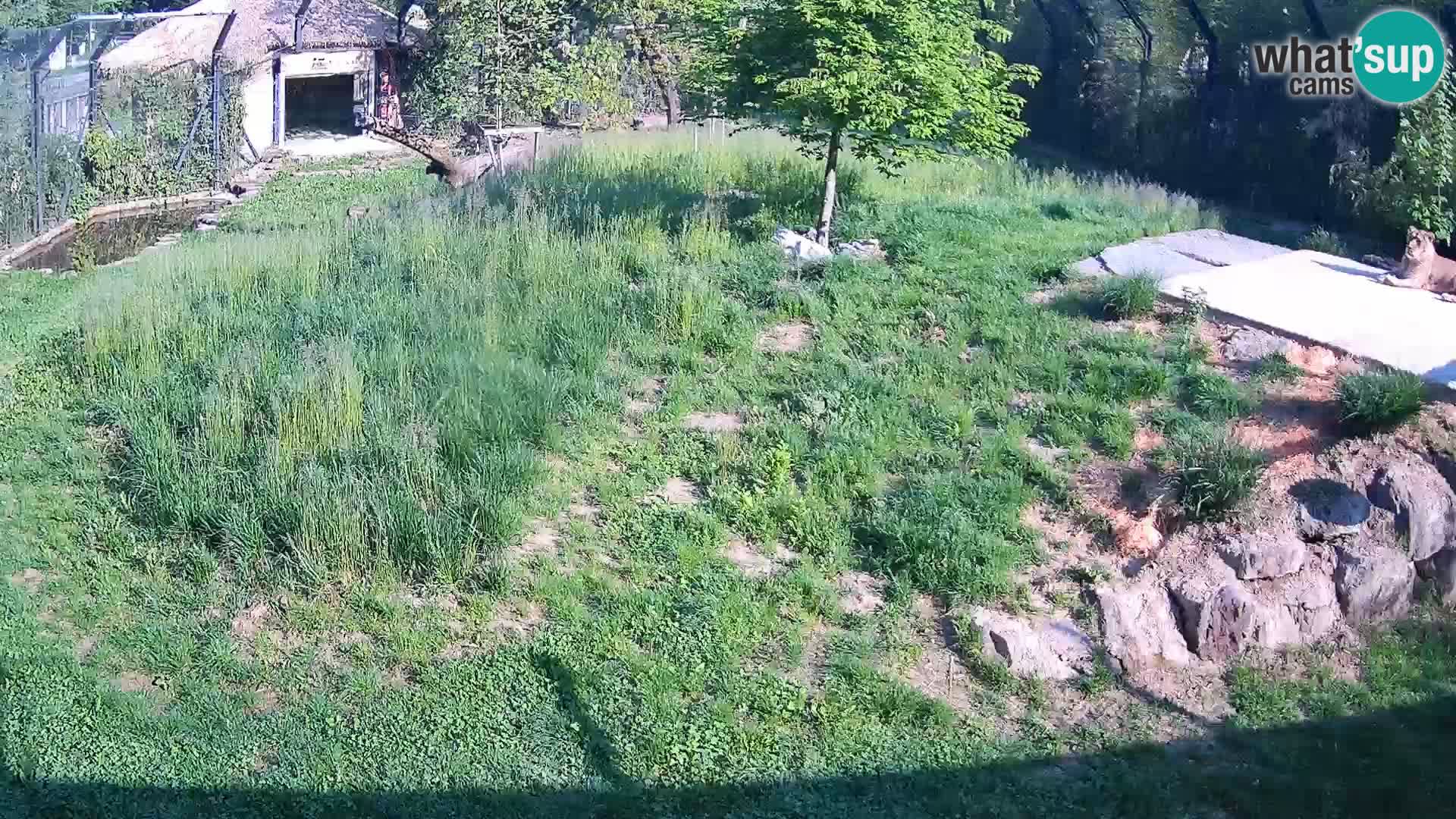 Ljubljana Zoo webcam Lion
