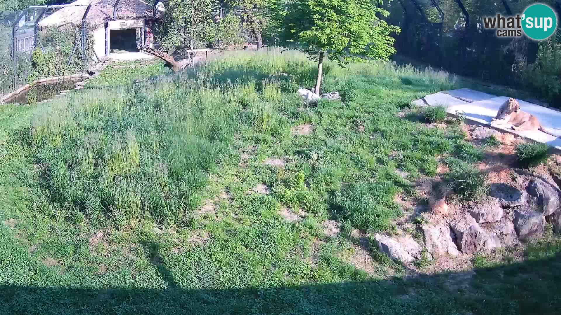 Ljubljana Zoo webcam Lion