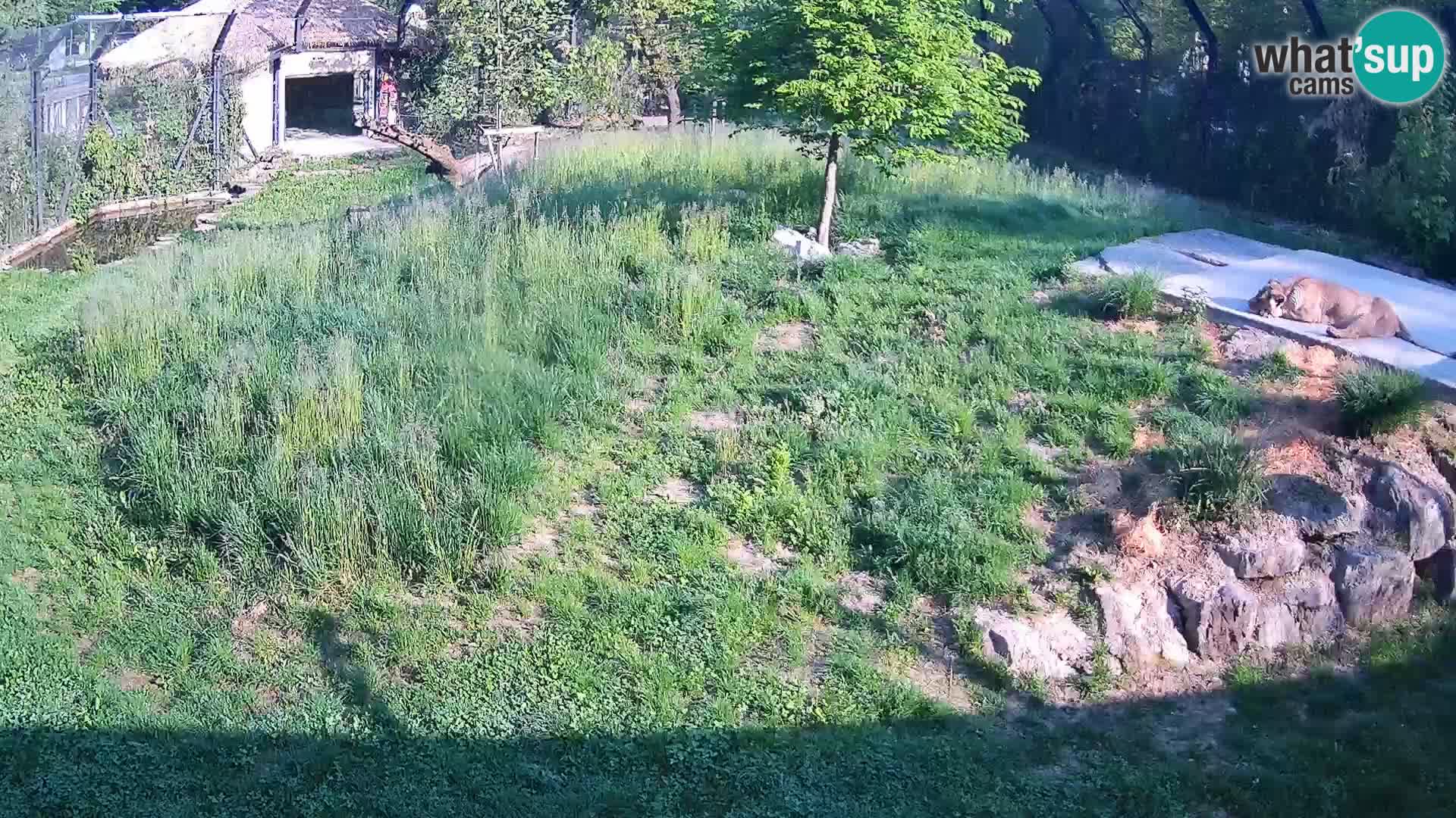 Live Ljubljana Zoo webcam Lion
