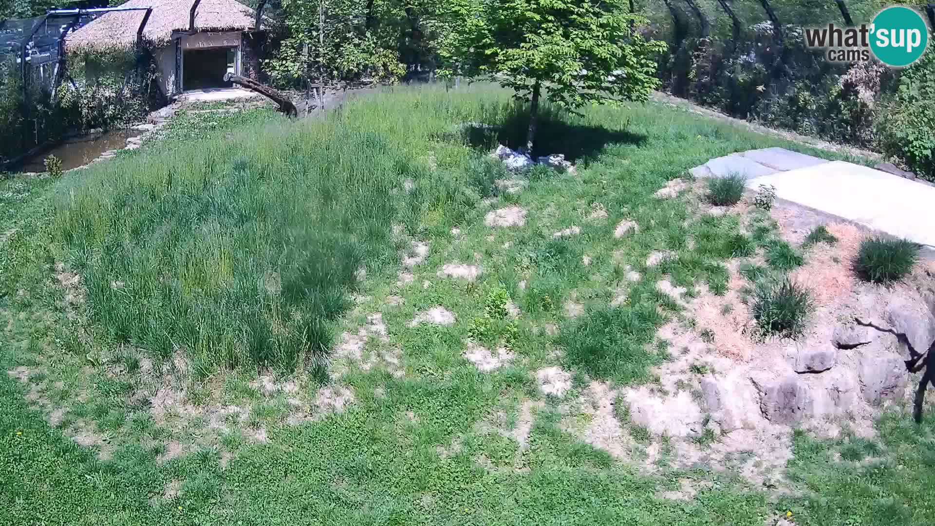 Zoo Ljubljana webcam Löwen