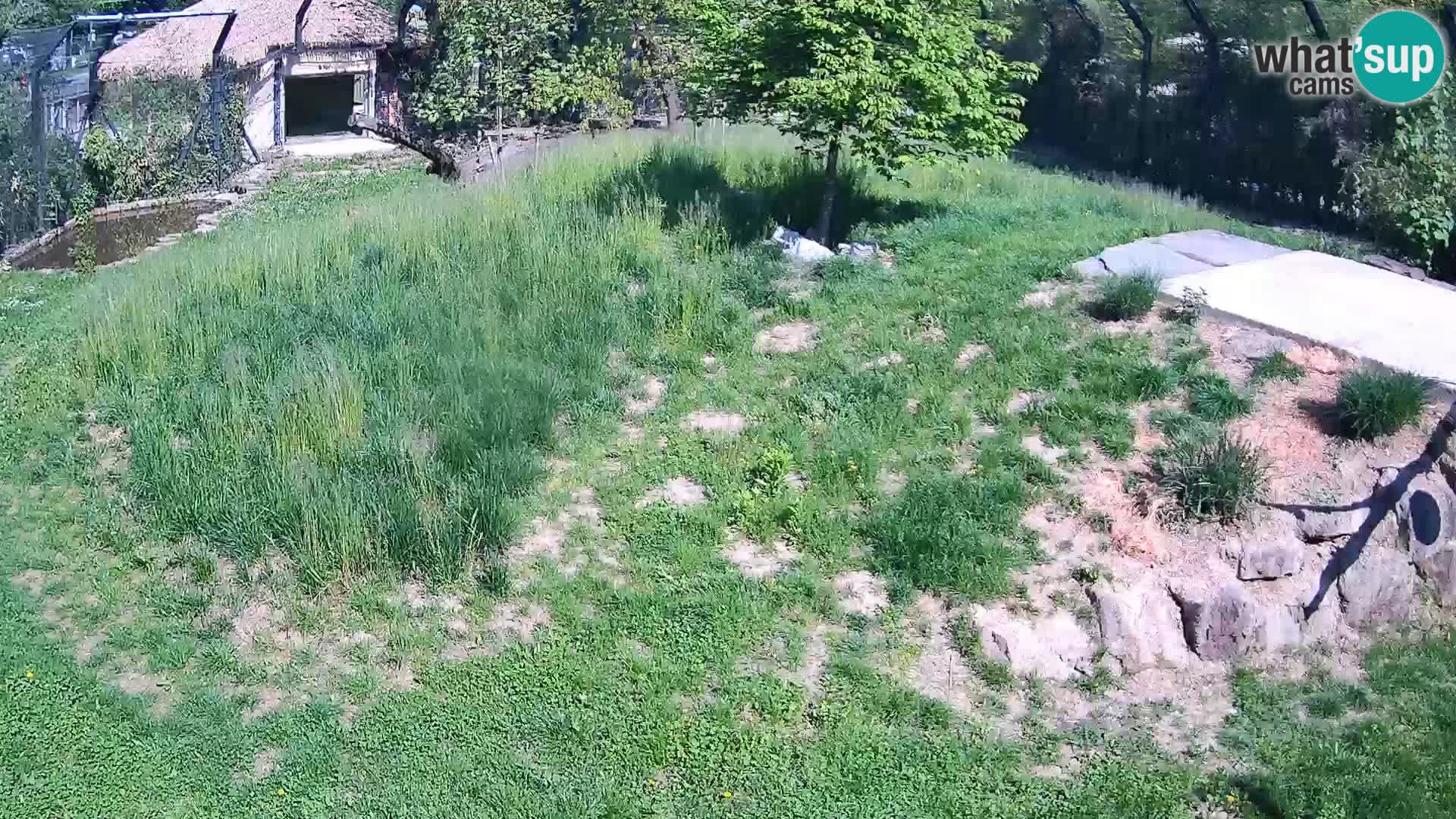 Zoo Ljubljana webcam Löwen