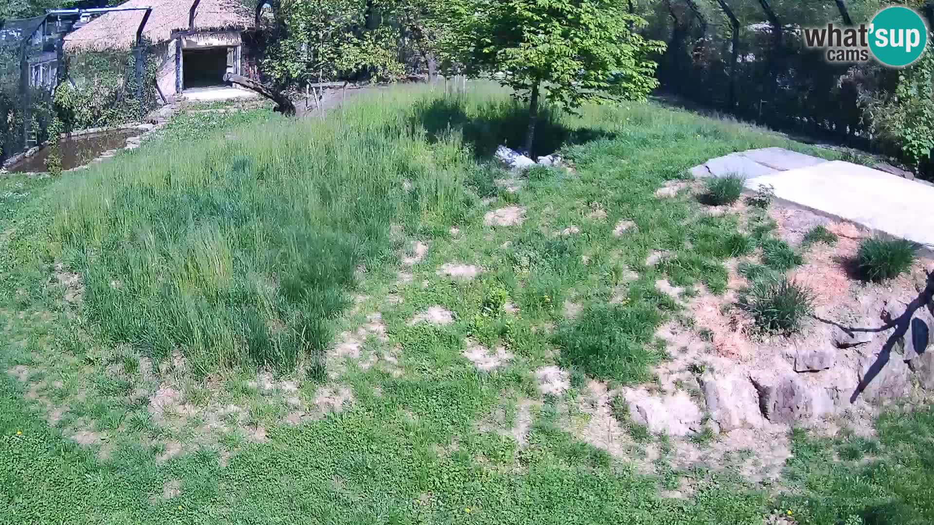 Zoo Ljubljana webcam Löwen