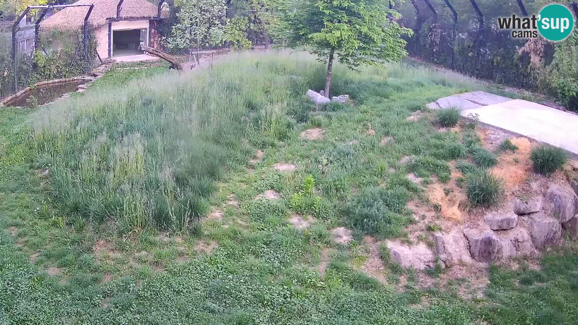 Live Ljubljana Zoo webcam Lion
