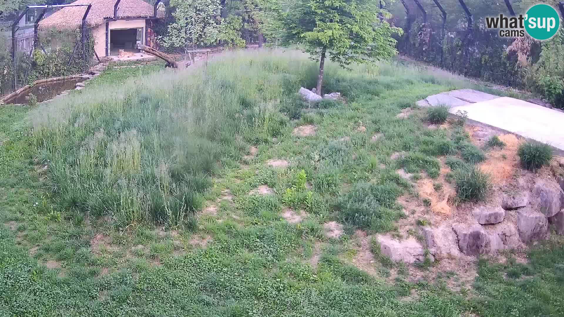 Zoo Ljubljana camera en vivo Leones